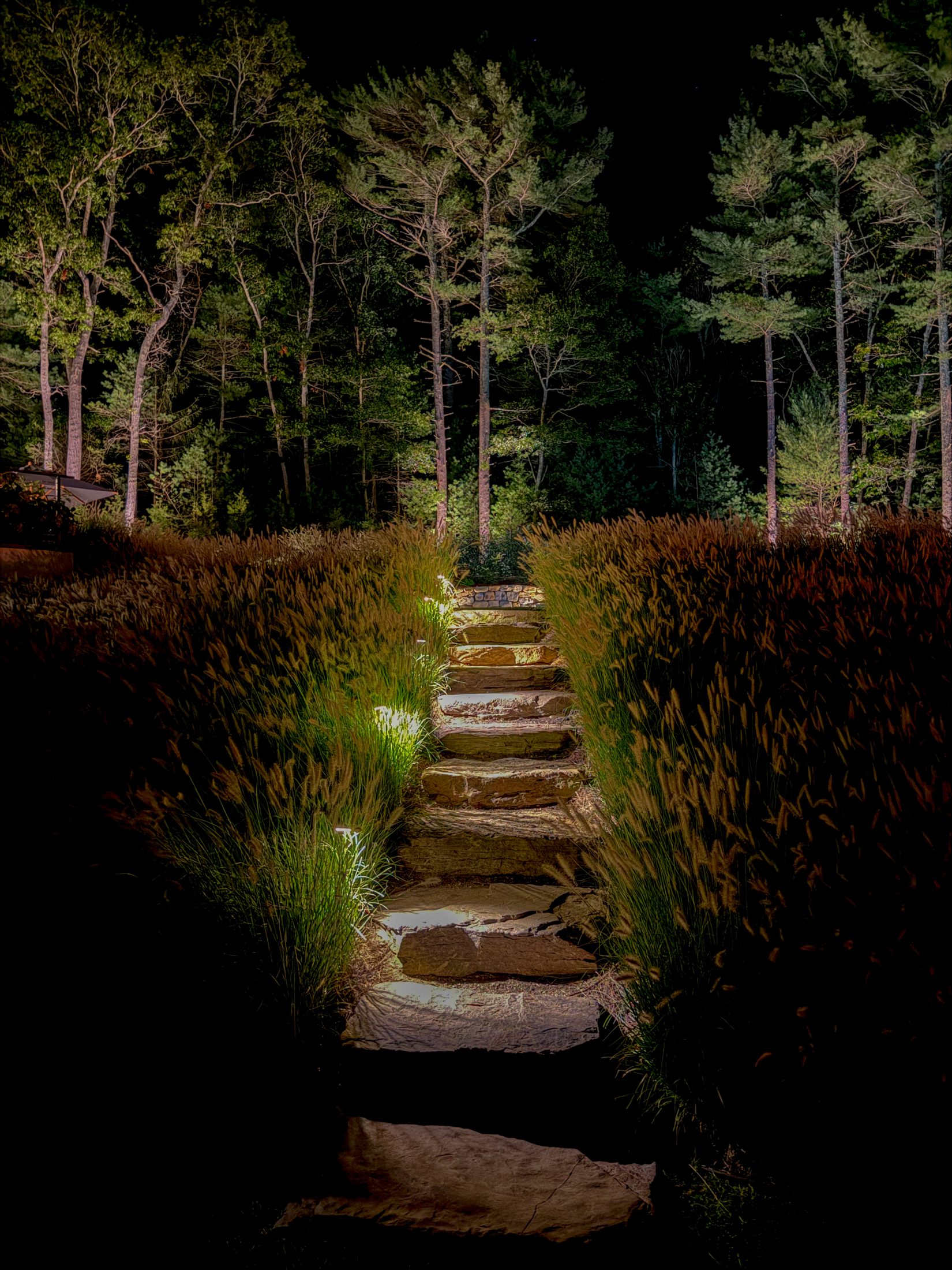 Stone steps through tall ornamental grasses, softly lit from the side, with pines behind