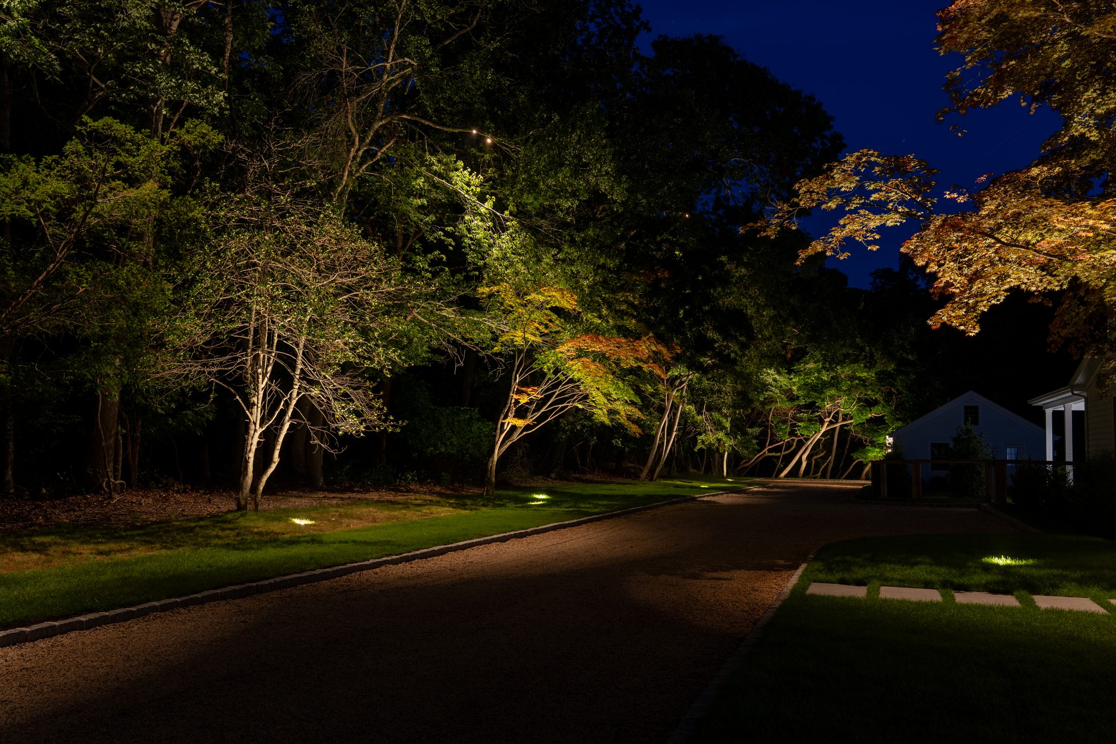 Gravel drive lined with uplit maples and in-ground lights at dusk