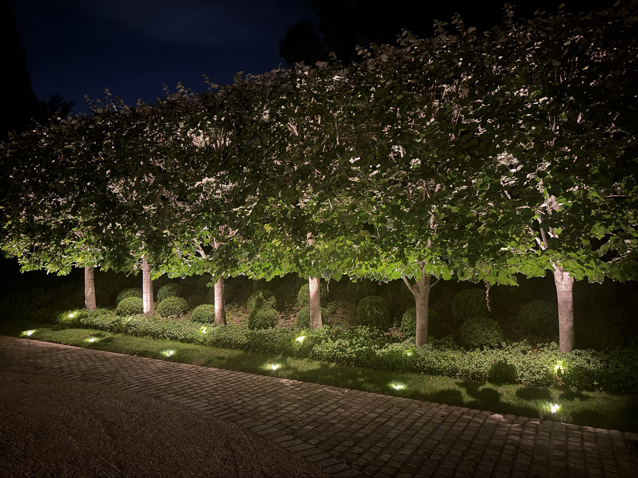 Row of pleached trees uplit along a cobblestone drive, with small in-ground lights in the lawn