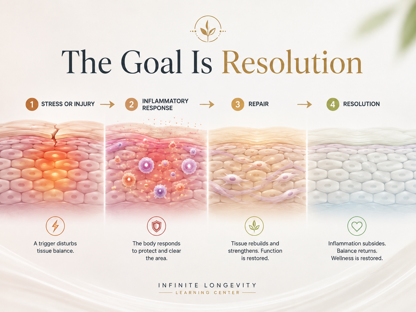 IMAGE 2  Suggested image concept: A simple four-stage visual across one image: Stress or Injury → Inflammatory Response → Repair → Resolution.  Use subtle biological or tissue imagery rather than cartoon flames.  Minimal image text: The Goal Is Resolution  Alt text: Four-stage recovery process showing injury, inflammation, tissue repair, and resolution.