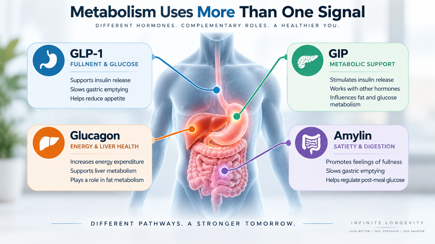 Educational diagram showing GLP-1, GIP, glucagon, and amylin as different hormone pathways involved in metabolic regulation.
