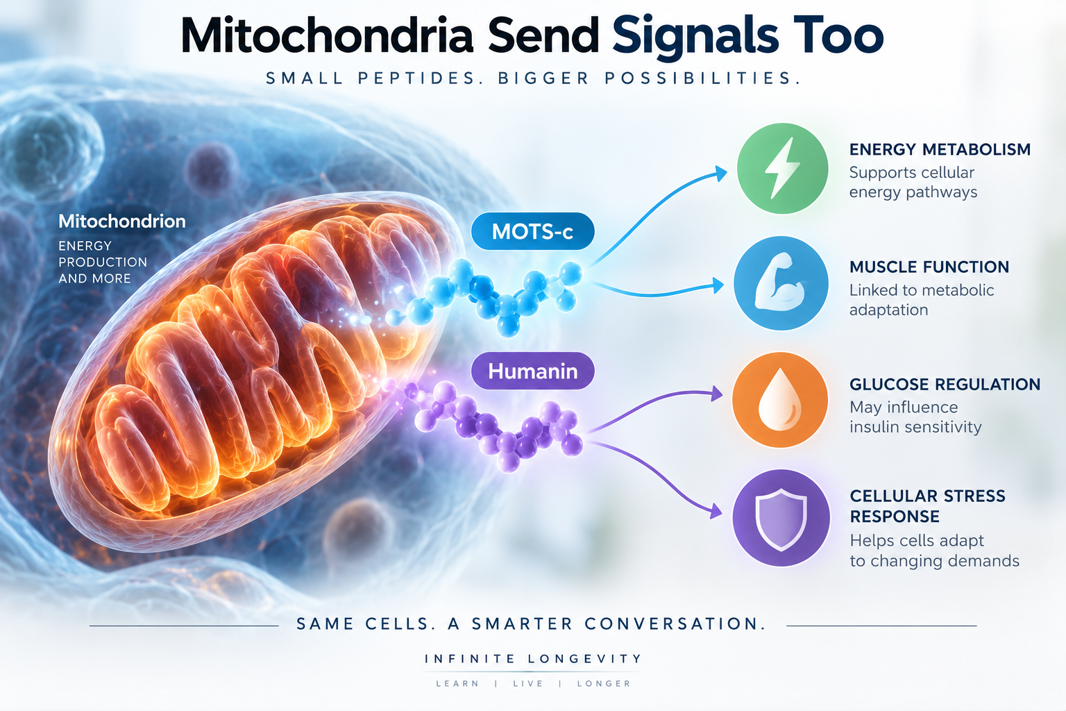Educational illustration showing mitochondria releasing MOTS-c and Humanin as signaling peptides connected with energy metabolism, muscle, glucose regulation, and cellular stress.