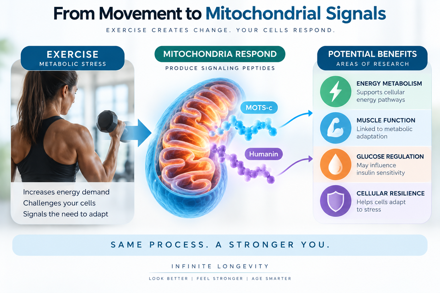 Diagram showing exercise and metabolic stress influencing mitochondria and mitochondrial-derived peptides such as MOTS-c and Humanin.