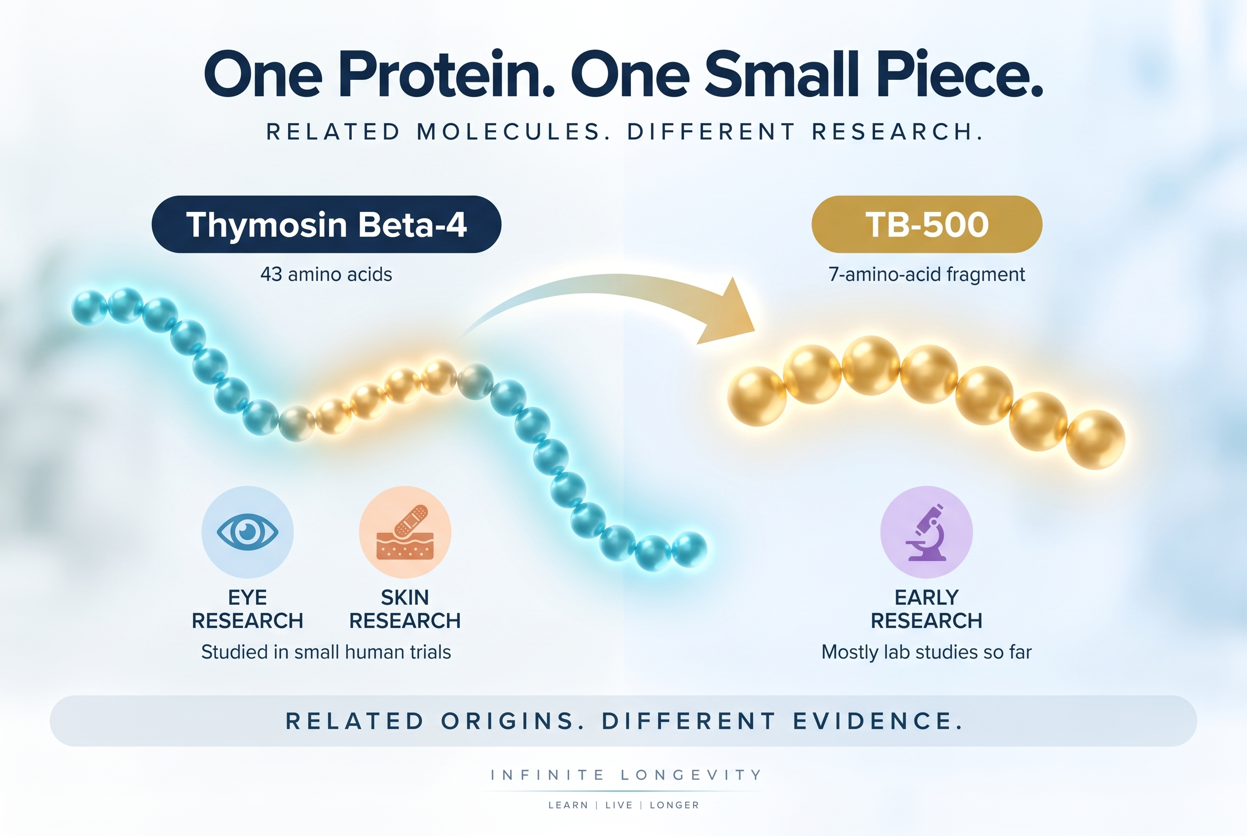 Alt text: Infographic showing TB-500 as a seven-amino-acid fragment of the larger thymosin beta-4 protein, which has been studied in small human eye and skin trials. Alt text: Infographic showing TB-500 as a seven-amino-acid fragment of the larger thymosin beta-4 protein, which has been studied in small human eye and skin trials.