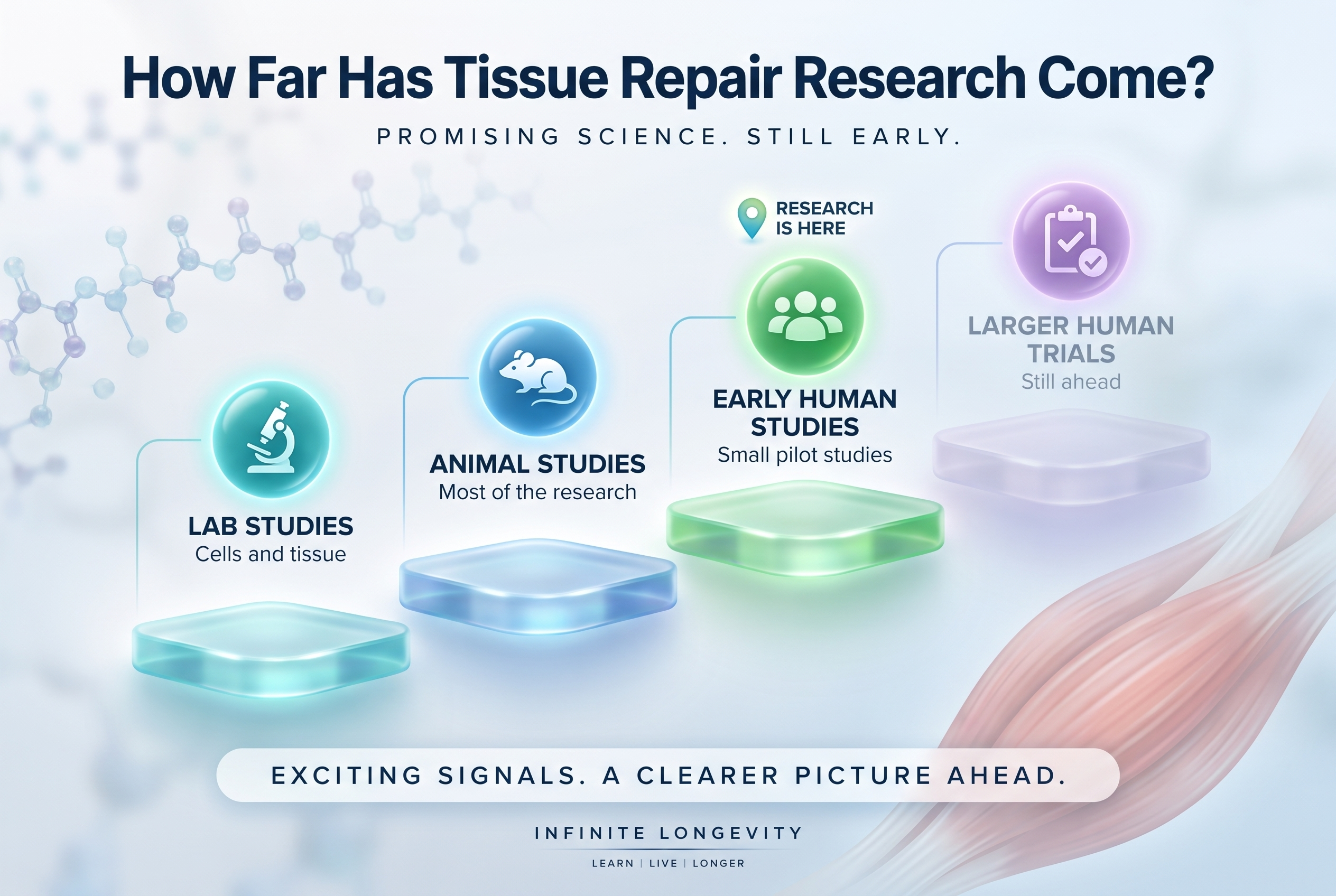 Alt text: Infographic showing tissue repair peptide research progressing from lab and animal studies to early human studies, with larger human trials still ahead. Alt text: Infographic showing tissue repair peptide research progressing from lab and animal studies to early human studies, with larger human trials still ahead.