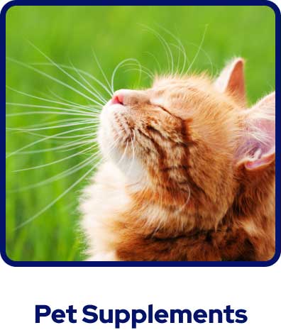 A ginger cat in sunlit grass