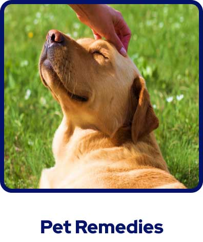 A golden dog being stroked in long grass