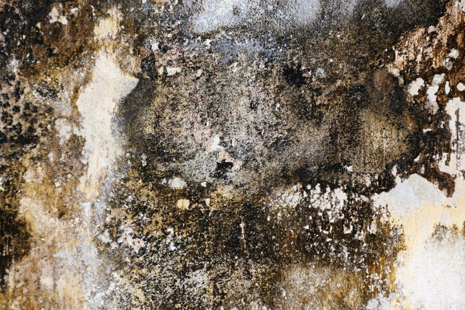 Mold Remediation and removal services Coastal Contracting