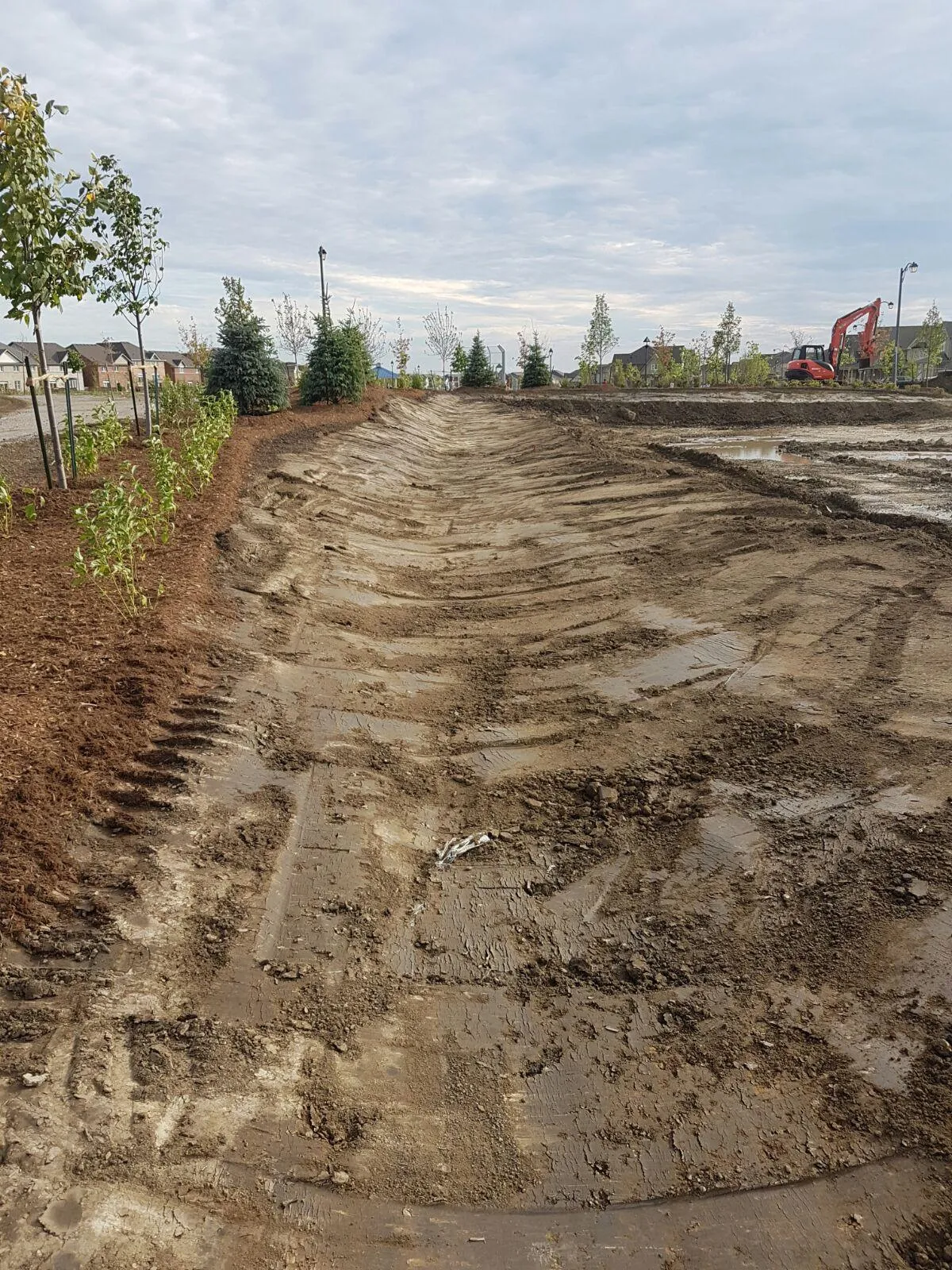 Fresh Kentucky bluegrass sod laid on a graded commercial lawn in the GTA