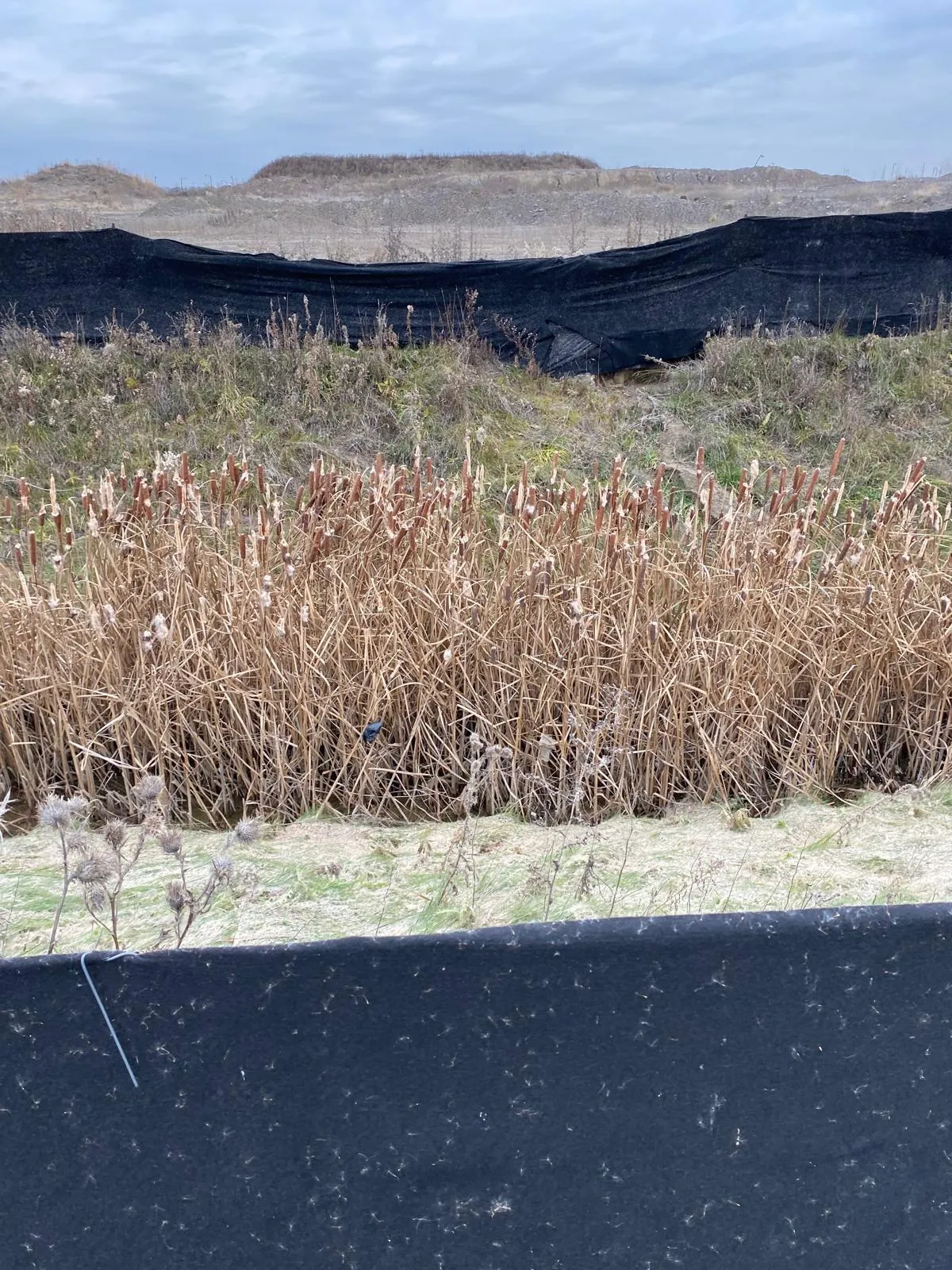 Constructed wetland edge with rip-rap and aquatic vegetation in the GTA