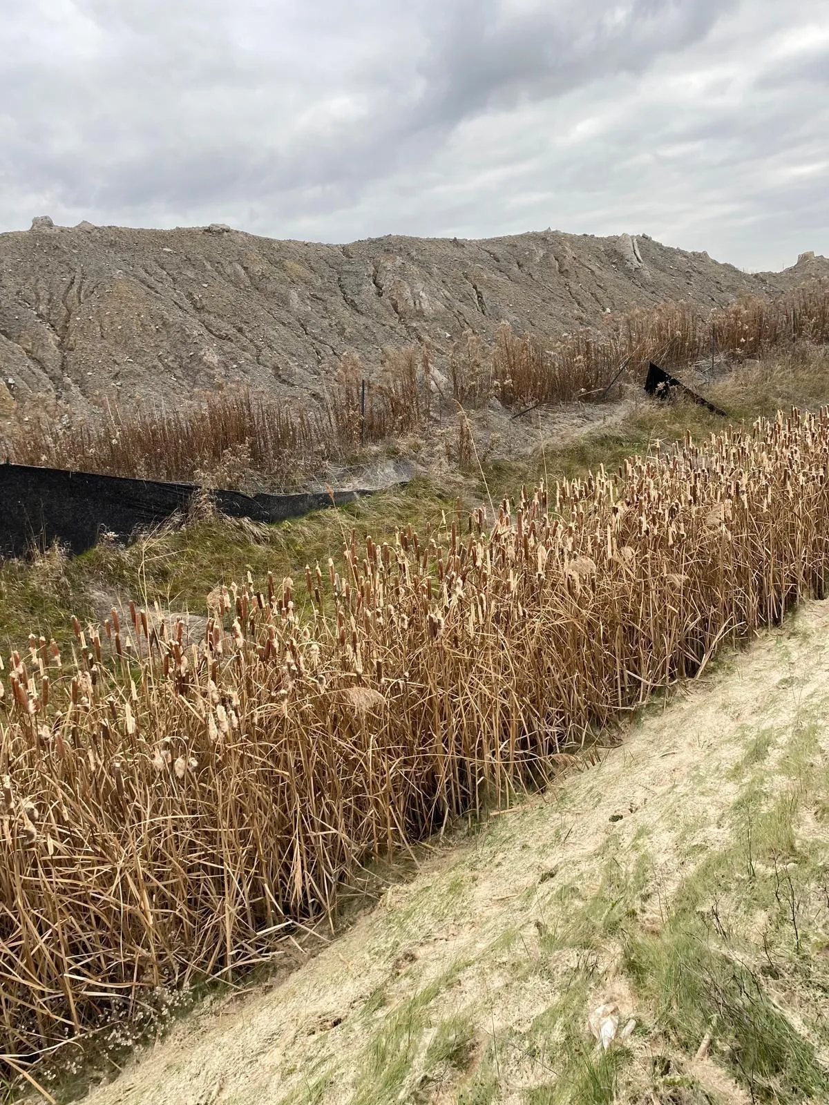 Naturalized stormwater wetland basin with native planting in the GTA
