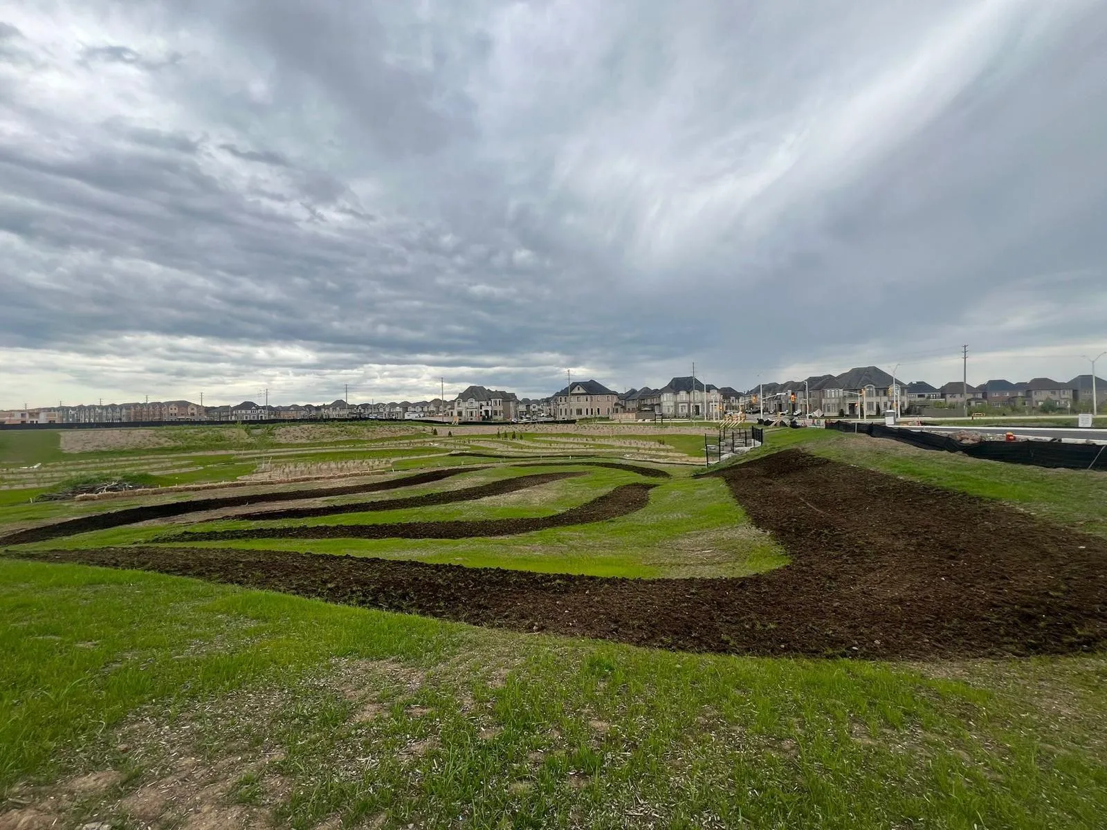 Restored wetland habitat with native grasses in the GTA