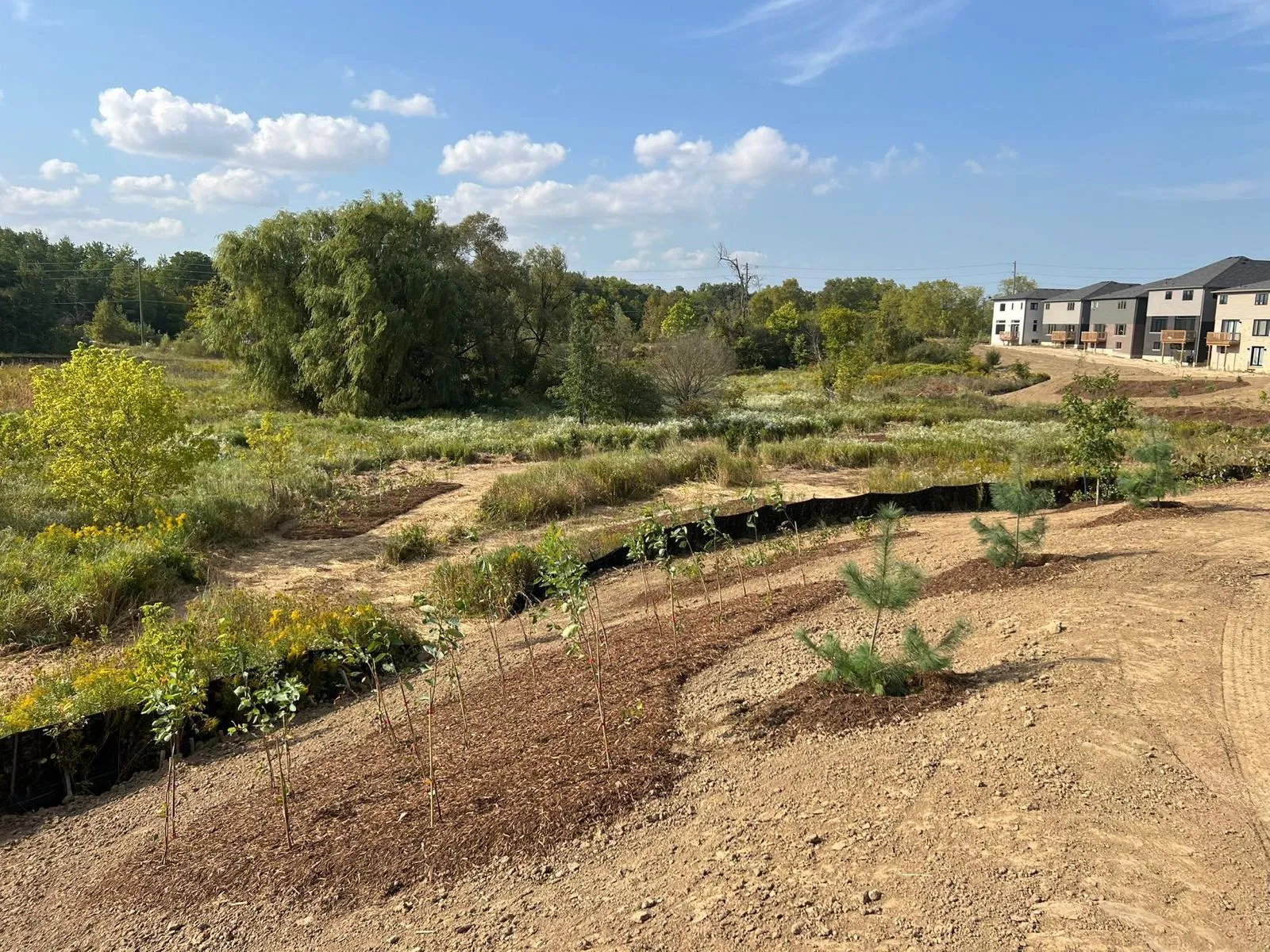 Naturalized pond and wetland corridor stretching across a GTA site