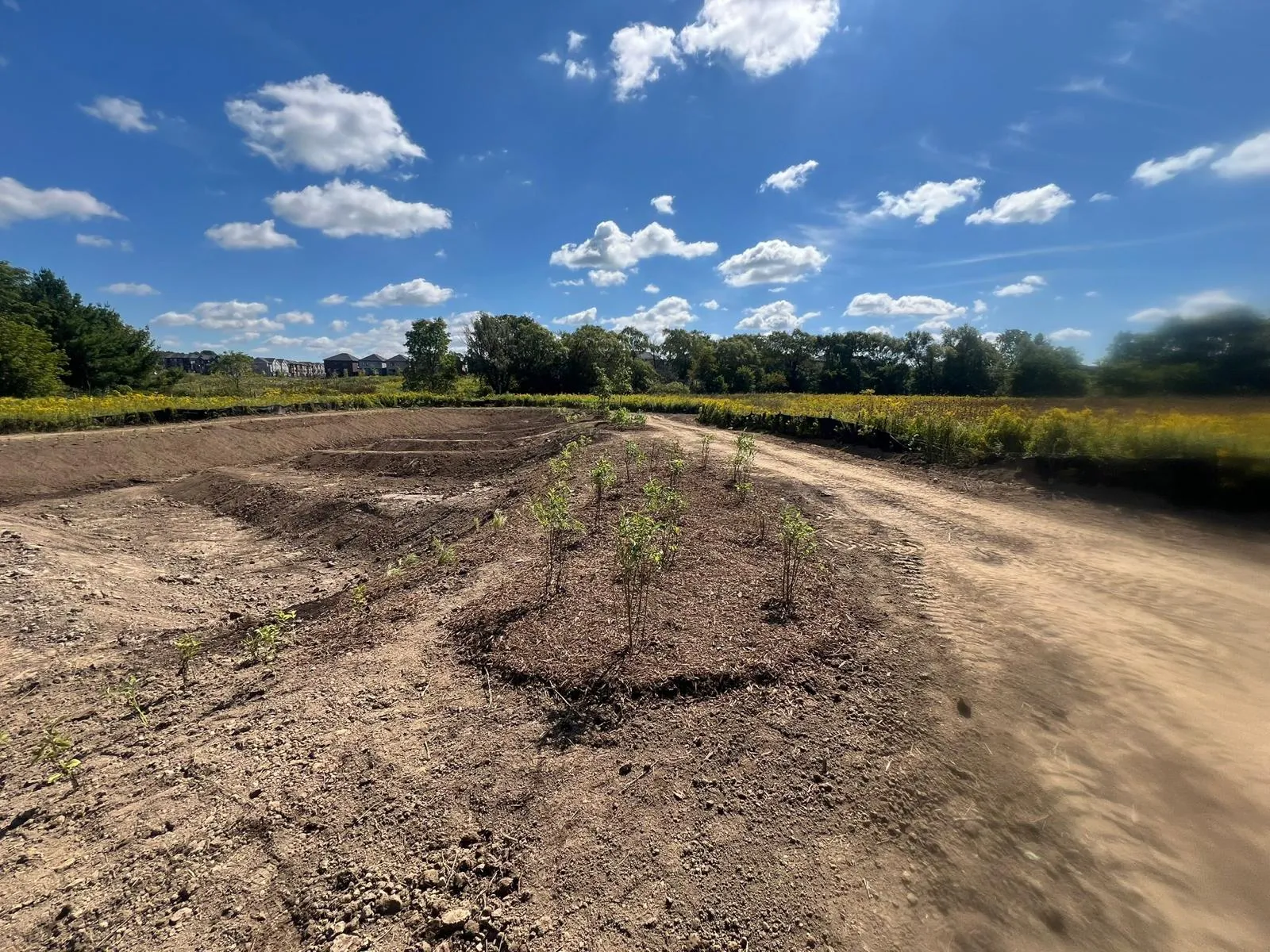 Sediment pond with engineered banks and wetland plants in the GTA