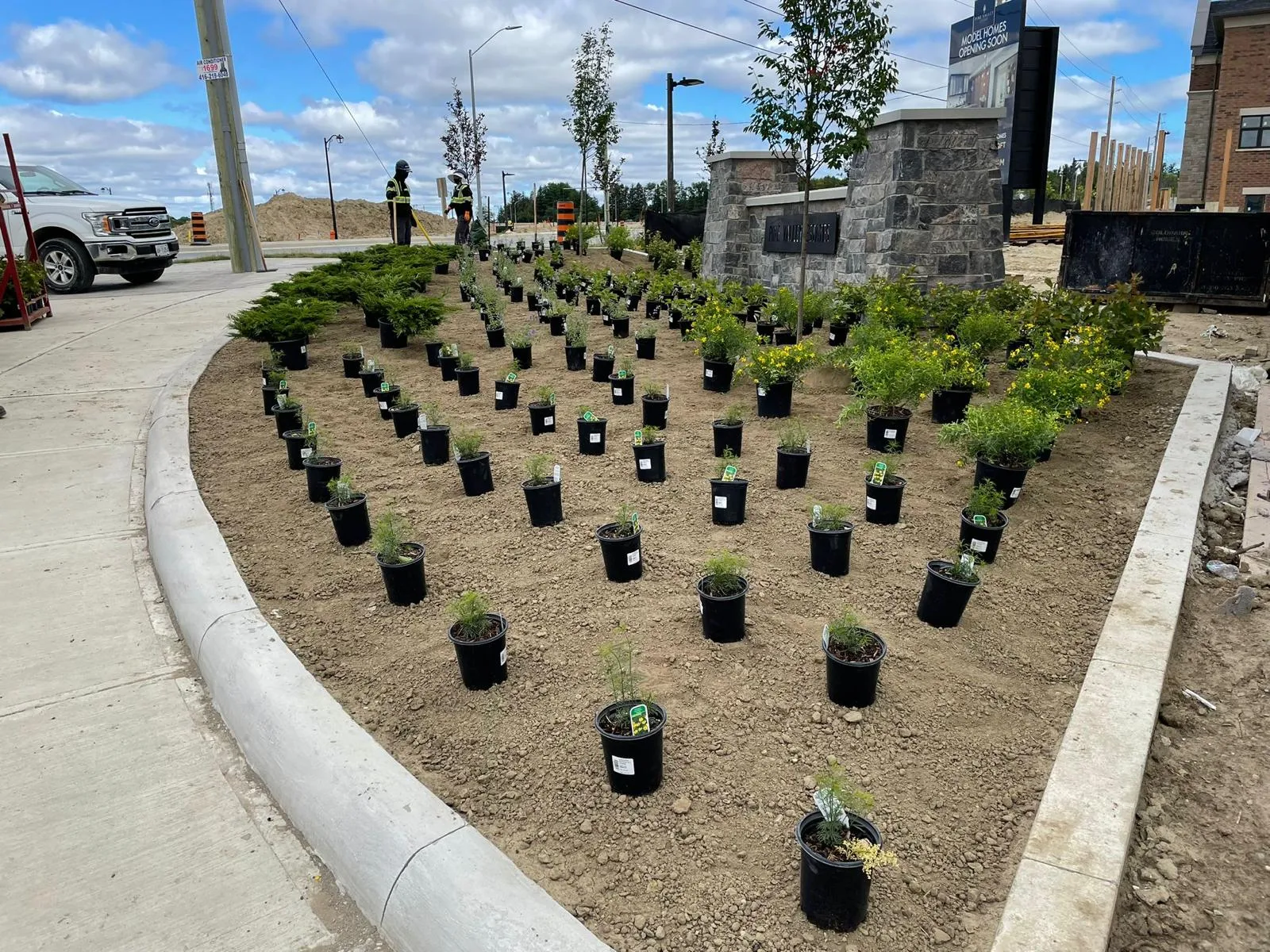 Boulevard tree planting with mulch rings in a developed community in the GTA