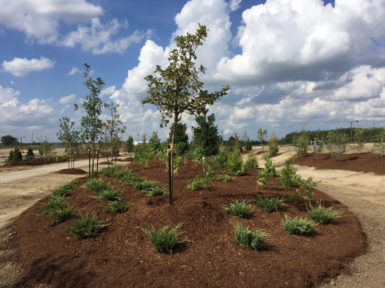 Row of young street trees planted in a commercial subdivision in the GTA