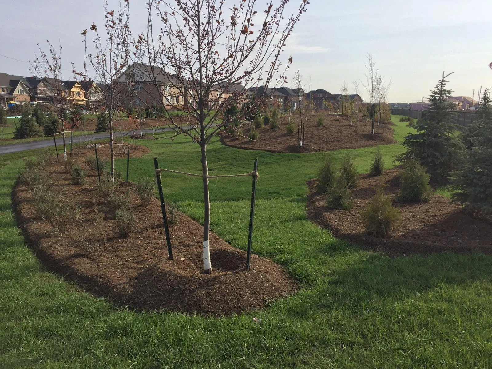 Cluster of planted shade trees in a municipal park in the GTA