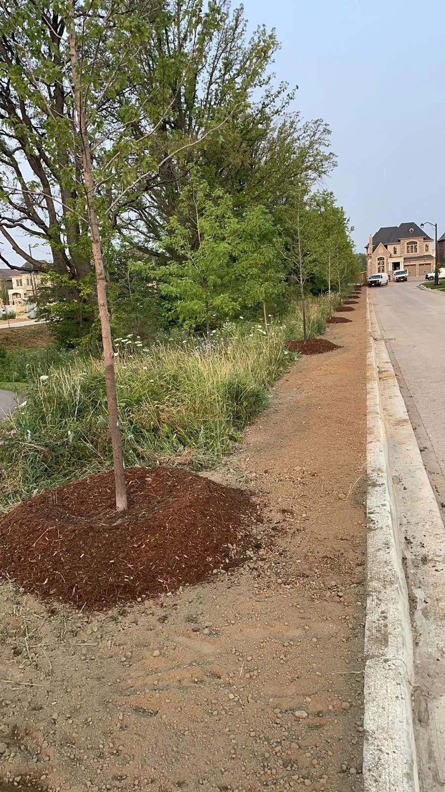 Large caliper tree being planted and staked on a commercial site in the GTA