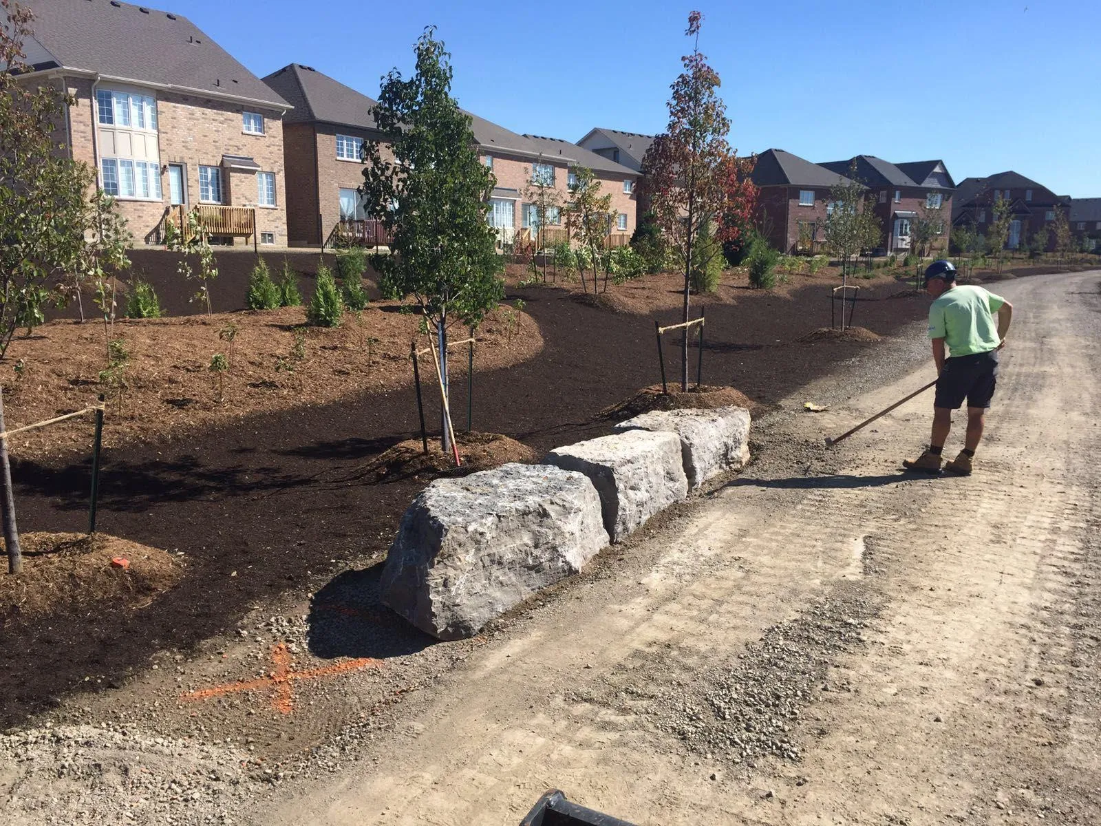 Mulched and staked specimen trees along an institutional campus in the GTA