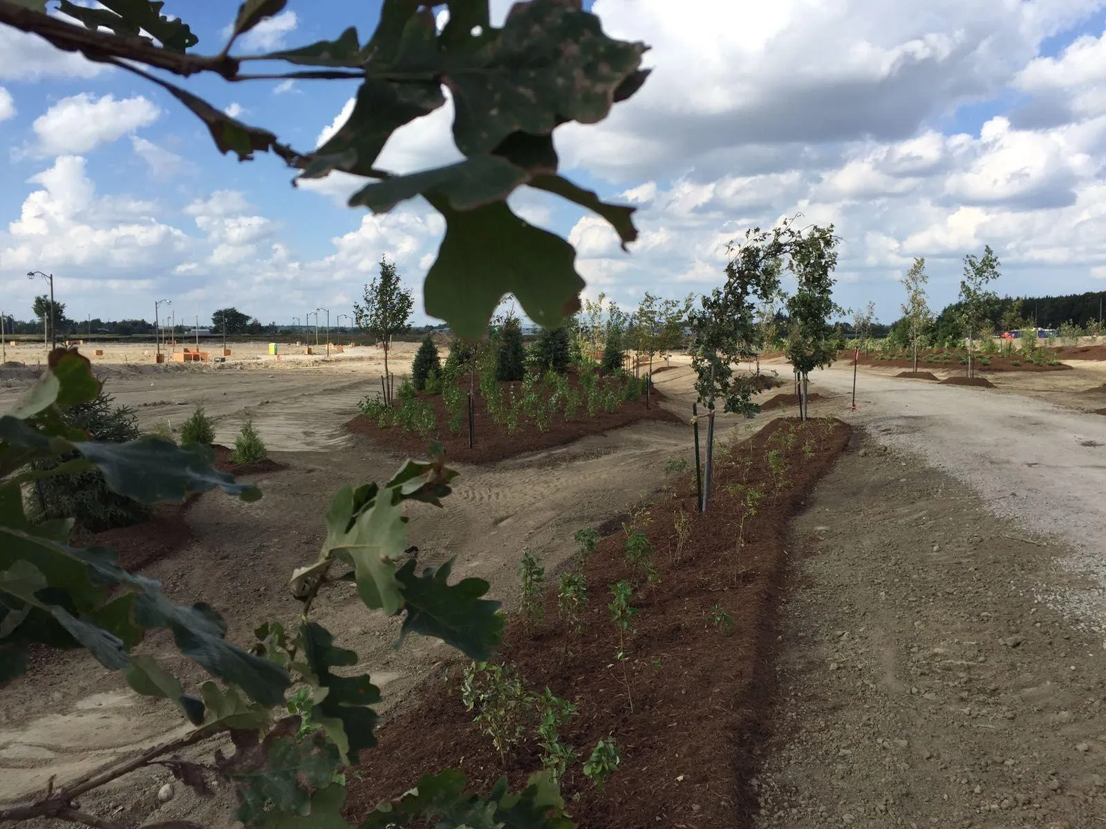 Parkland tree planting with staking and watering in the GTA