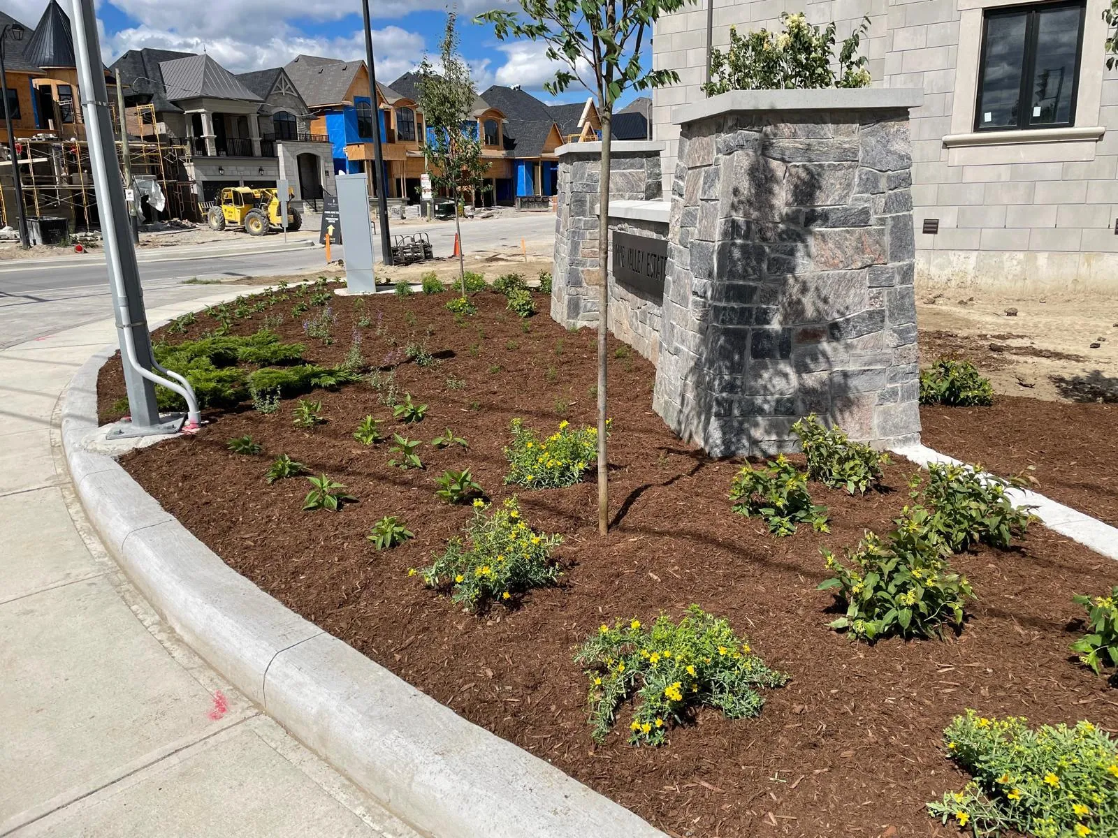 Mature tree installation with root ball set in a commercial landscape in the GTA