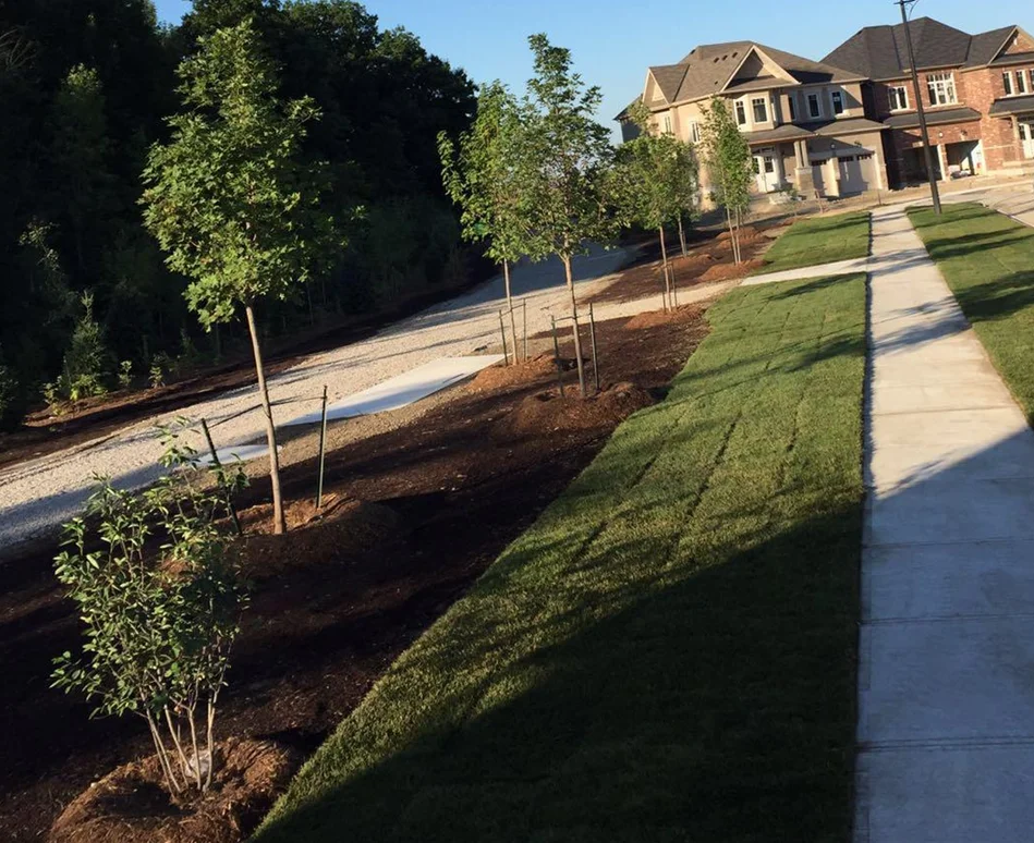 Newly planted and staked shade trees lining a GTA park corridor