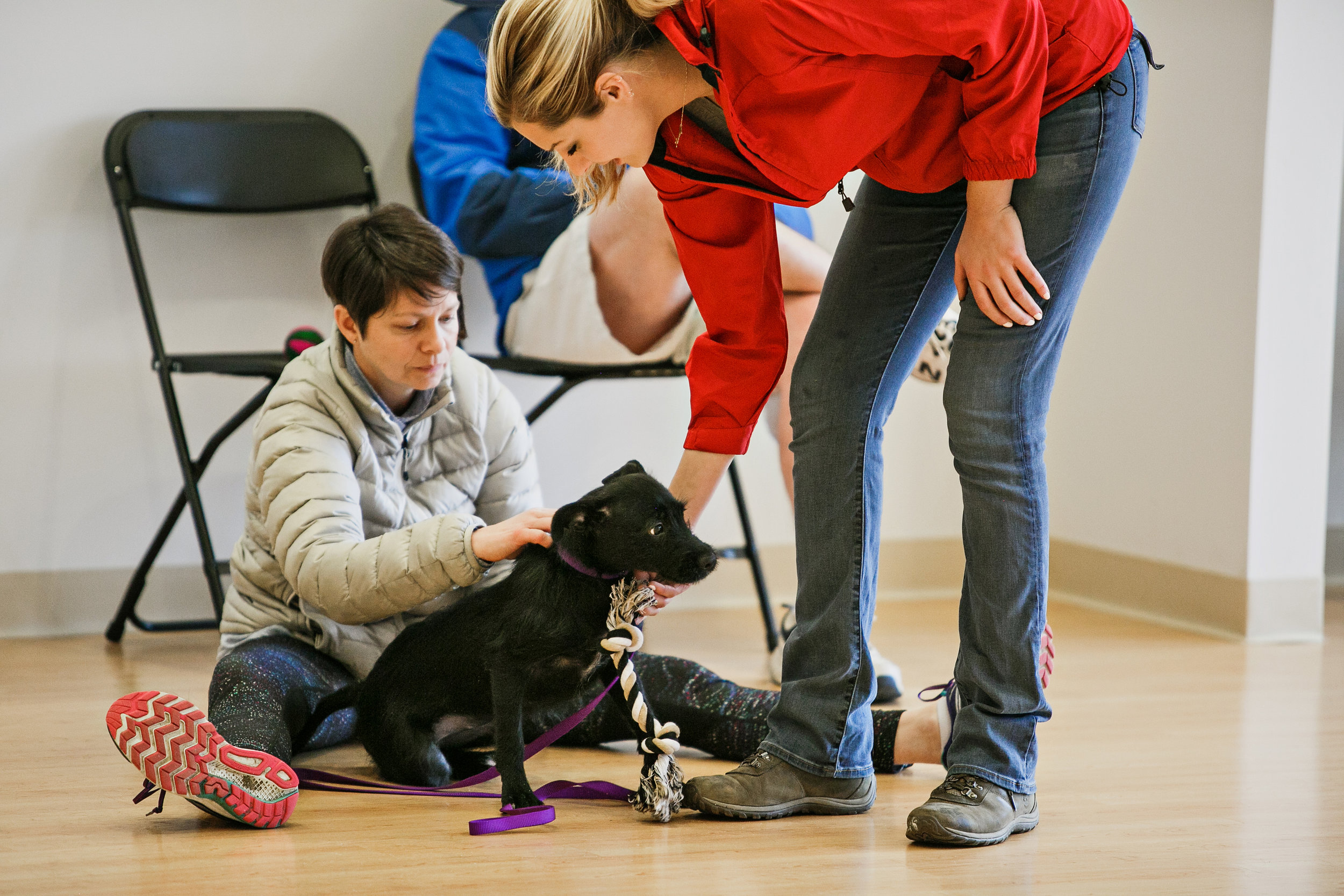 Premier Pet Grooming & Daycare Services Free Teeth Cleaning & More