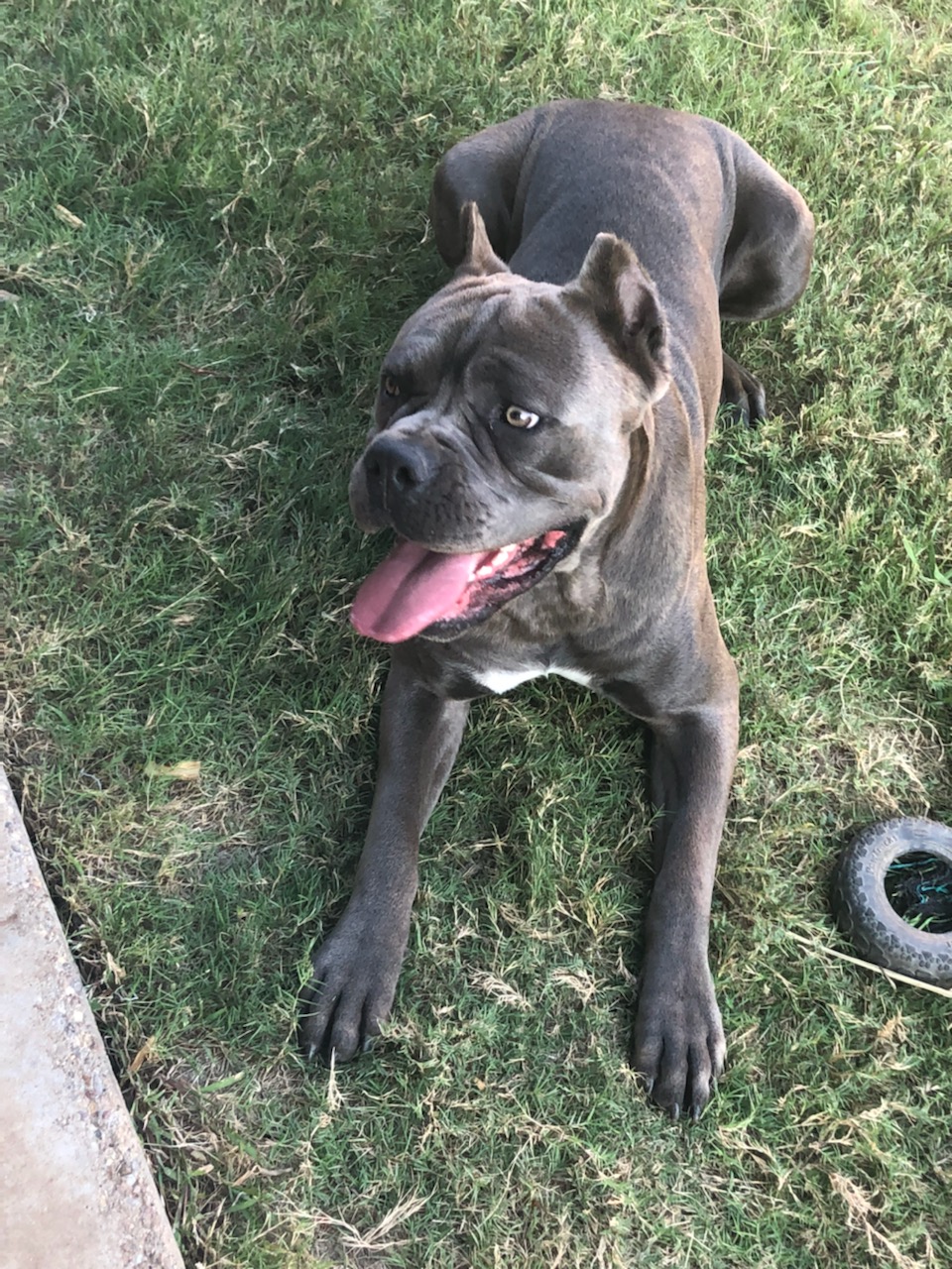 Cane Corso Puppy Pricing Glory to God Cane Corso