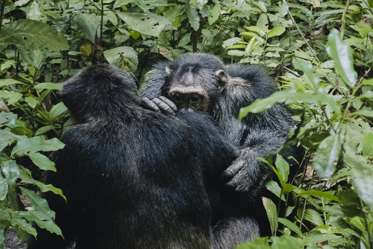 Primates en la selva tropical del Parque Nacional de Kibale, Uganda