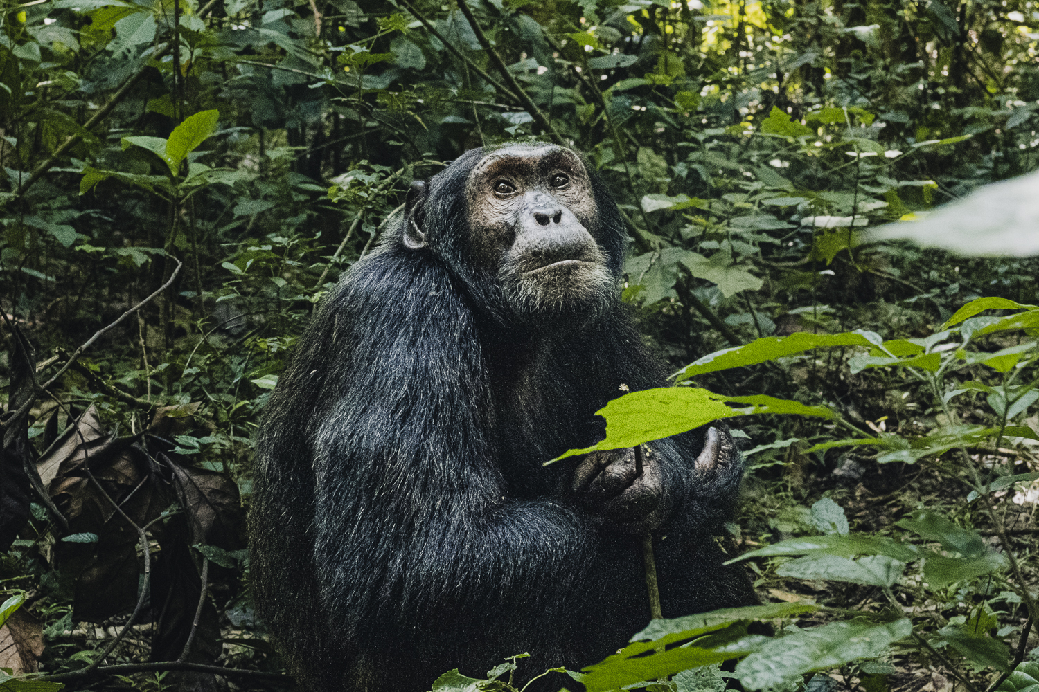 Chimpancé en la selva tropical del Parque Nacional de Kibale