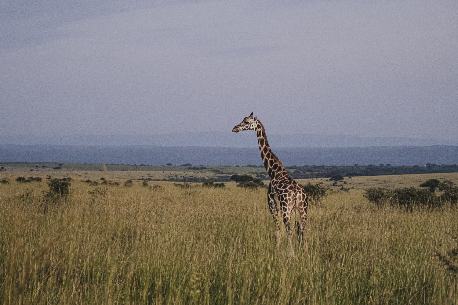 Paisaje salvaje de Uganda, la Perla de África