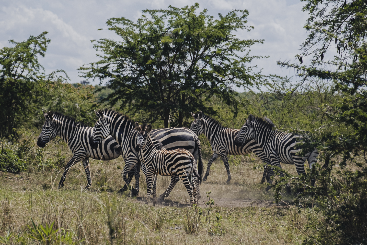 Lake Mburo National Park, Uganda