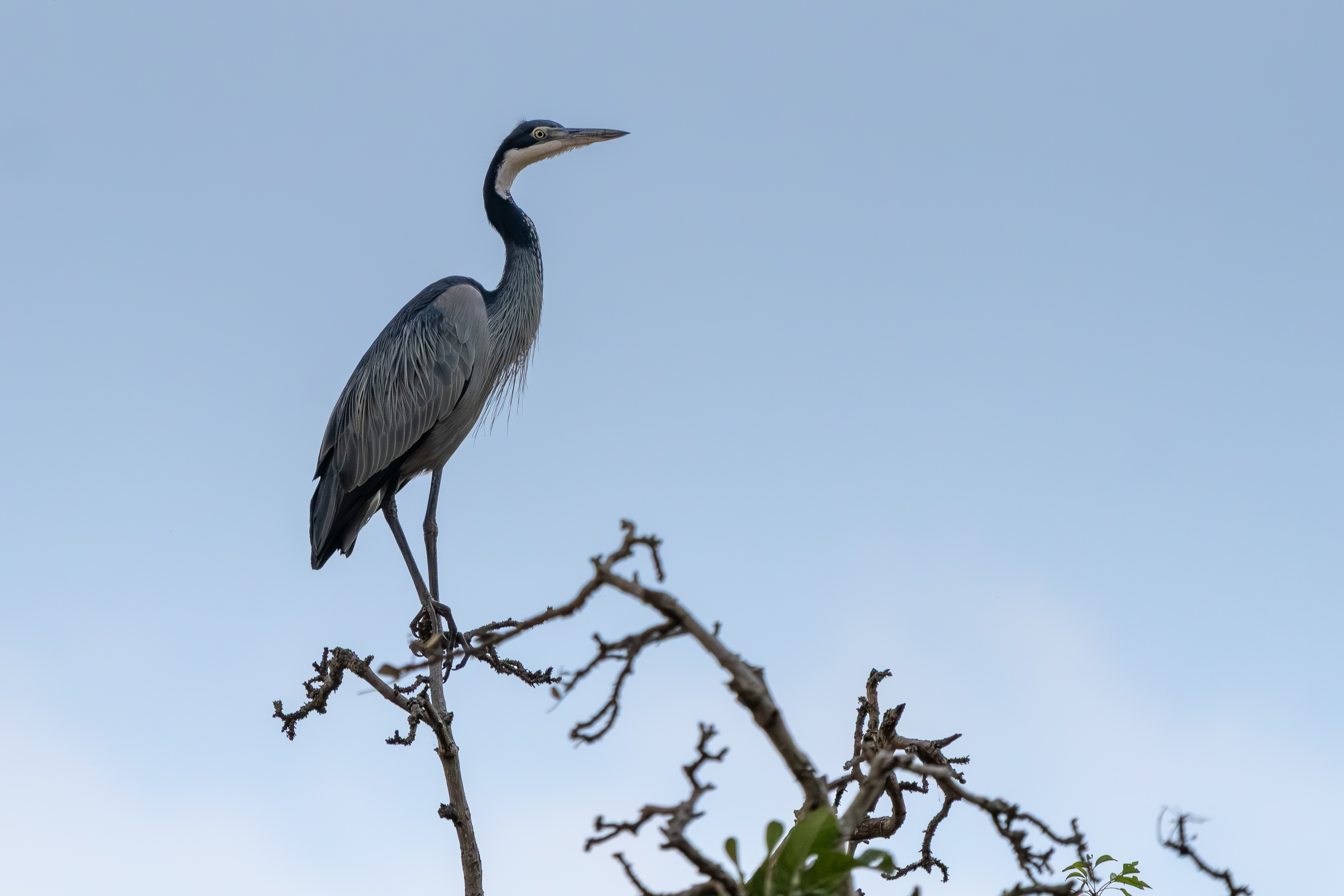 Ave posada en una rama contra el cielo de Uganda