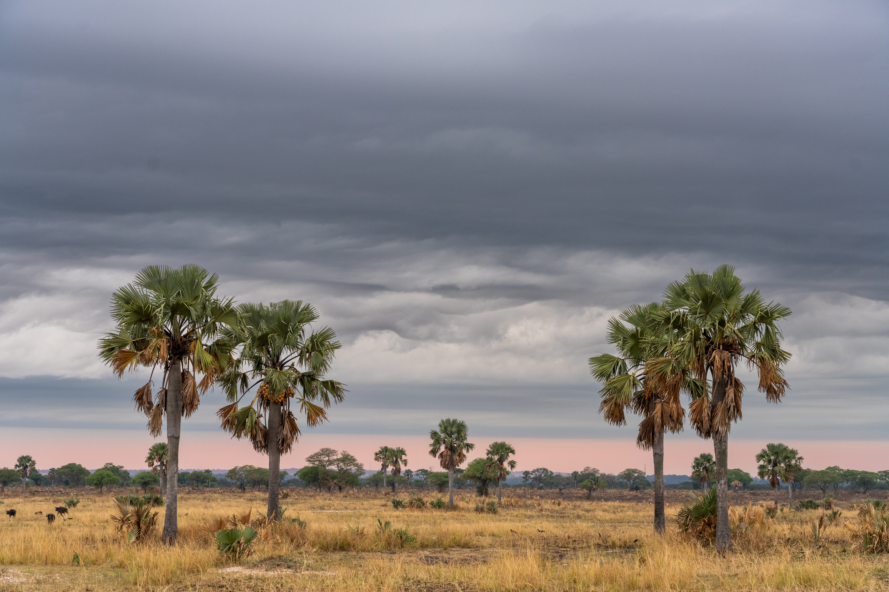 Sabana abierta con palmeras en África Oriental