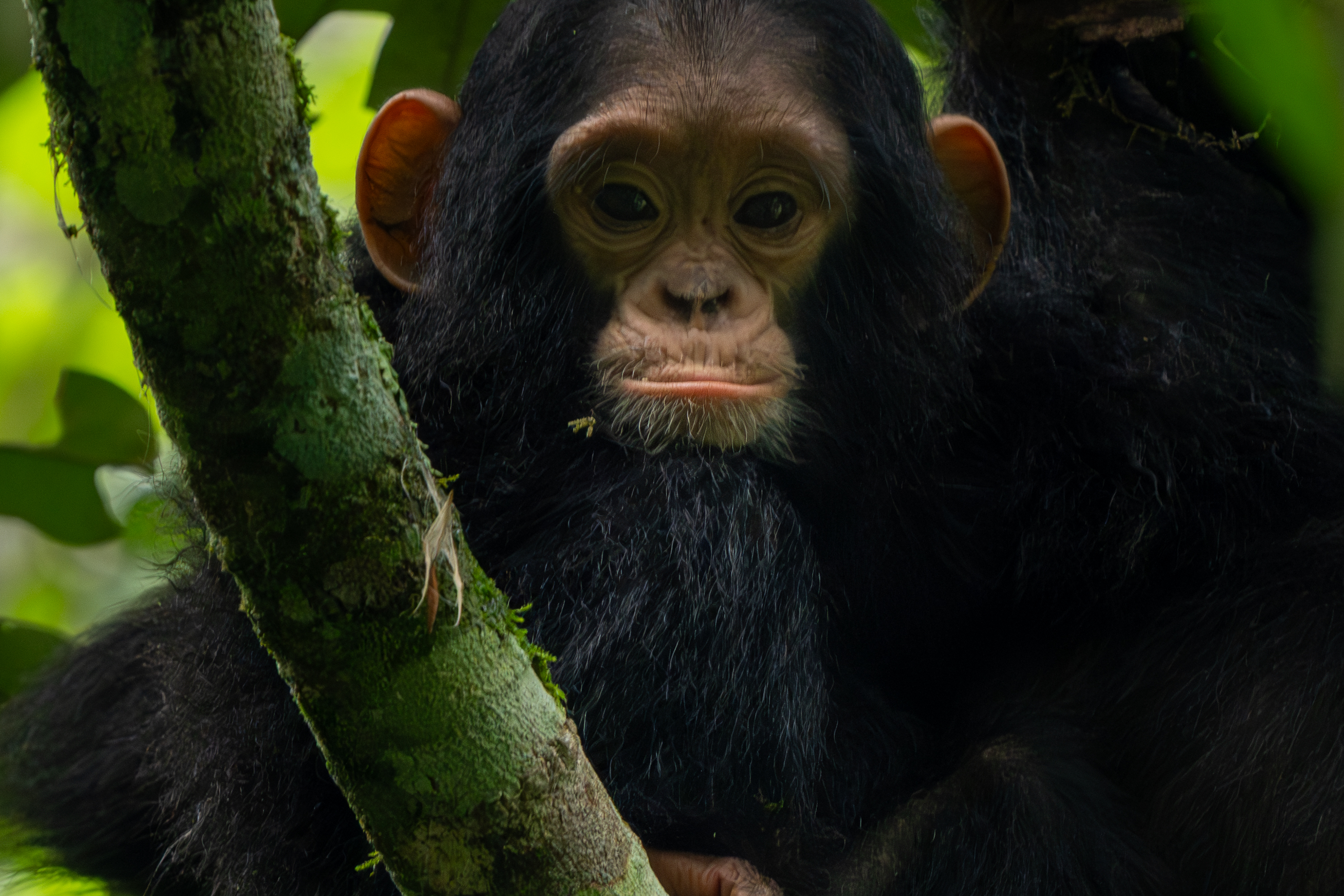 Chimpancé joven en el Parque Nacional de Kibale, Uganda
