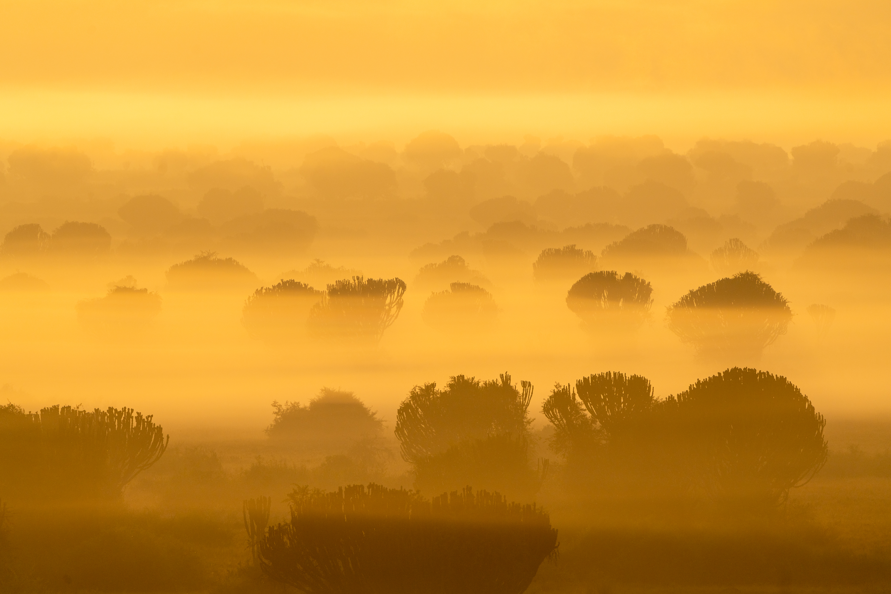 Ugandan savannah at dawn, acacia trees scattered through golden mist