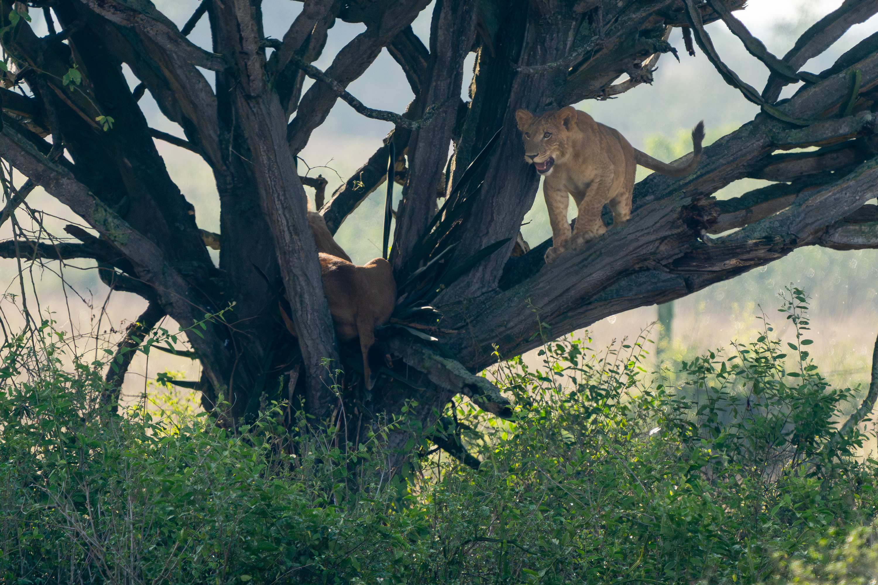 Queen Elizabeth National Park, Uganda