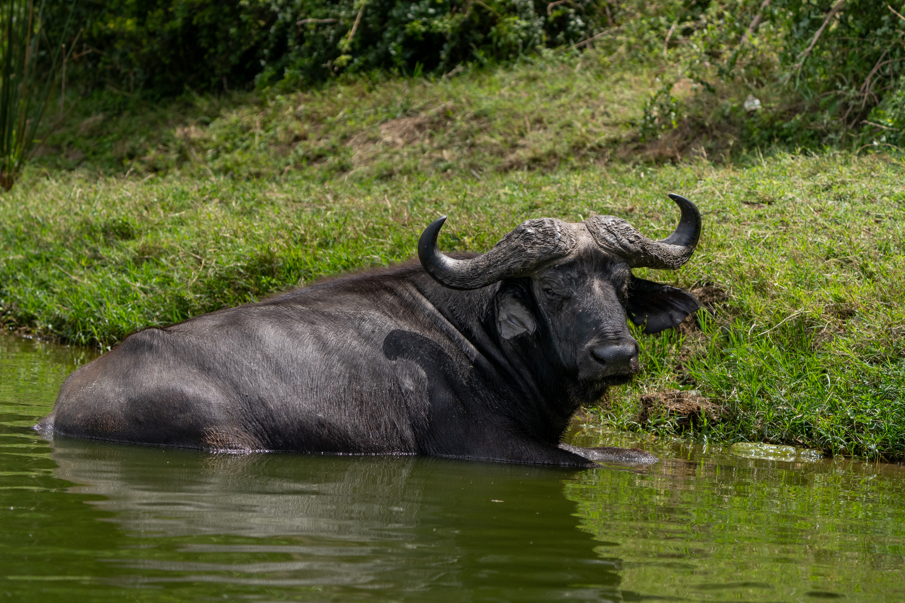 Safari en barco por el canal de Kazinga con hipopótamos