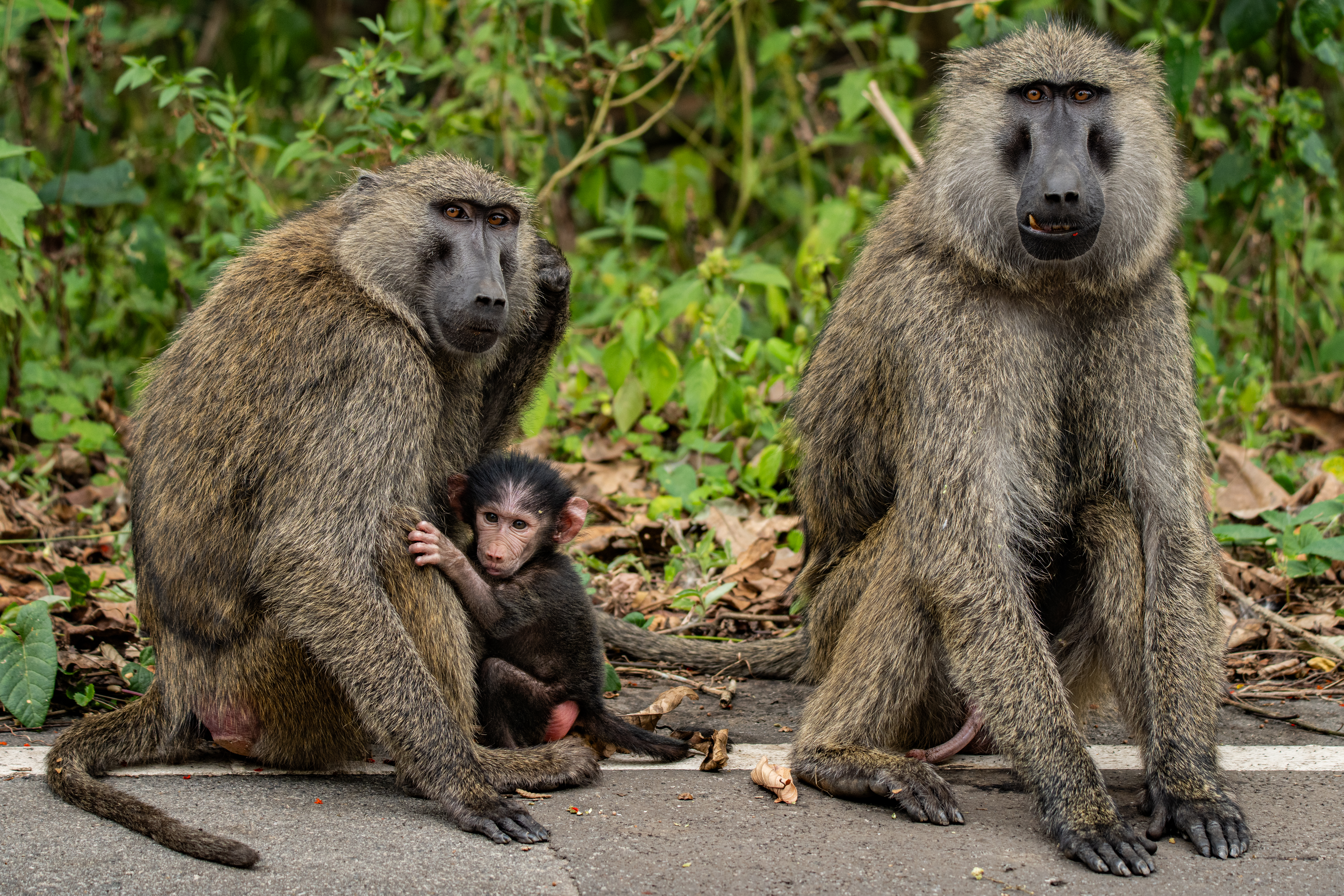 Baboons on the road during a safari in Uganda