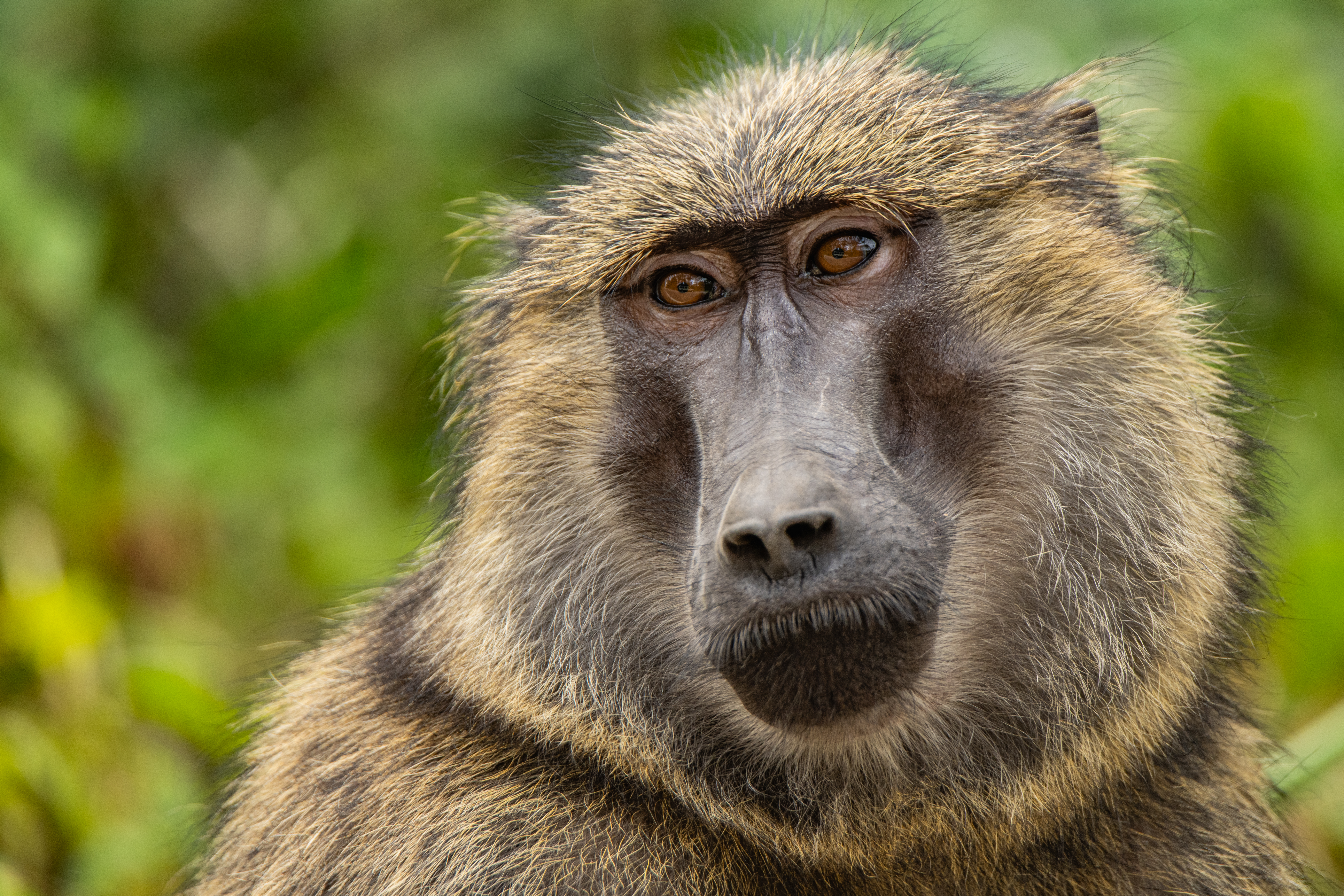 Primate en la selva tropical de Uganda