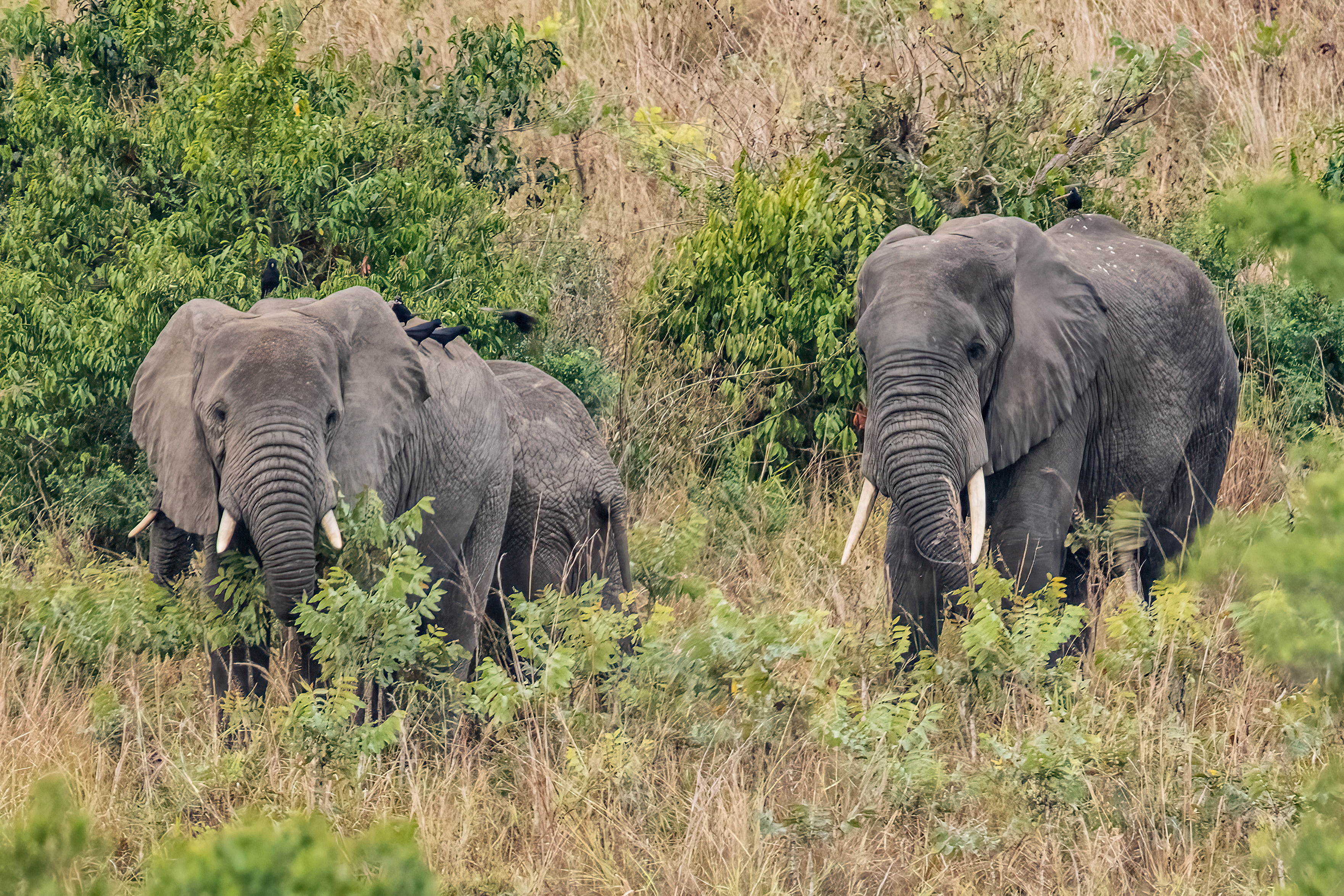 Familia de elefantes en la sabana de Uganda