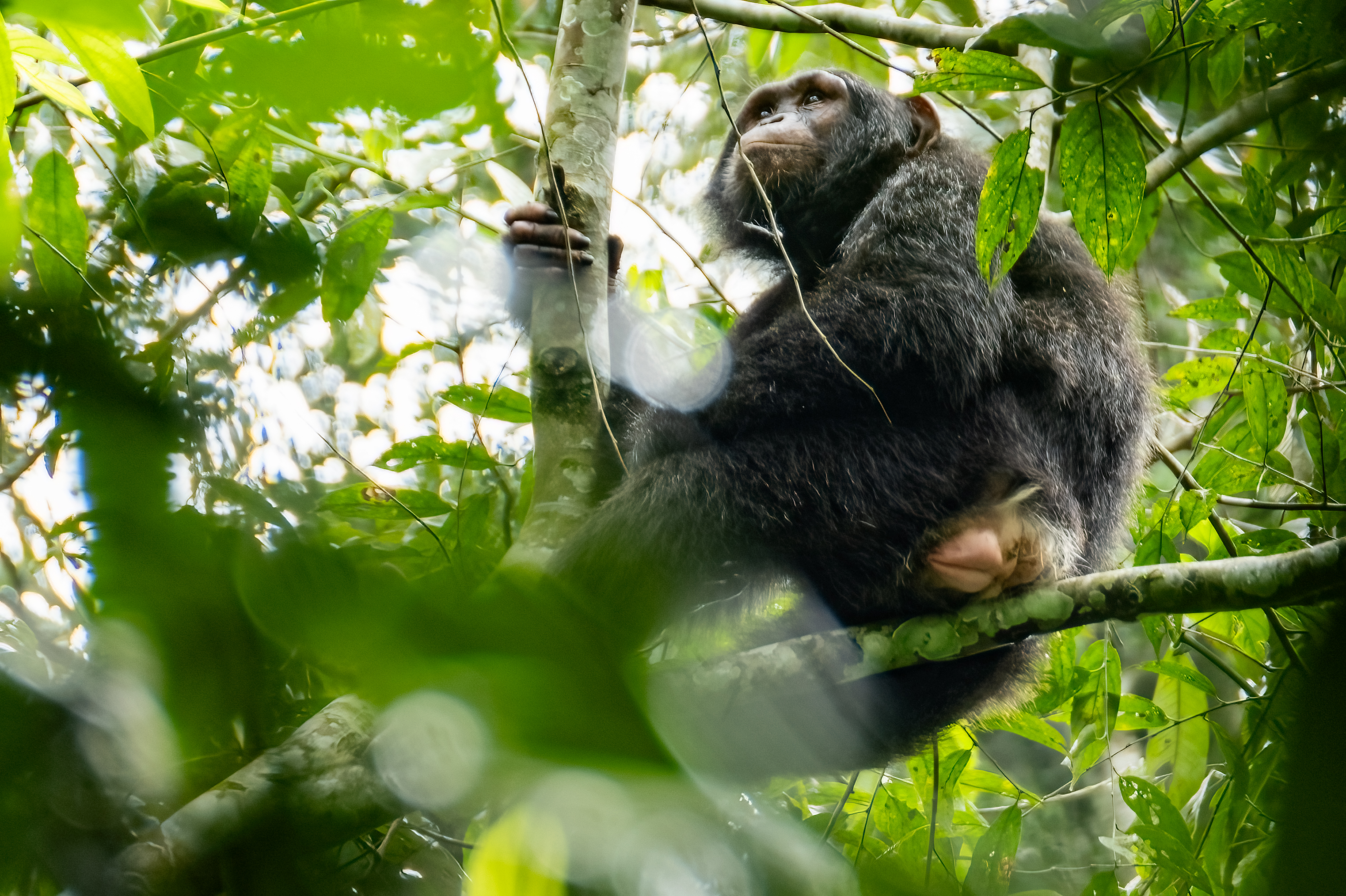 Kibale National Park, Uganda