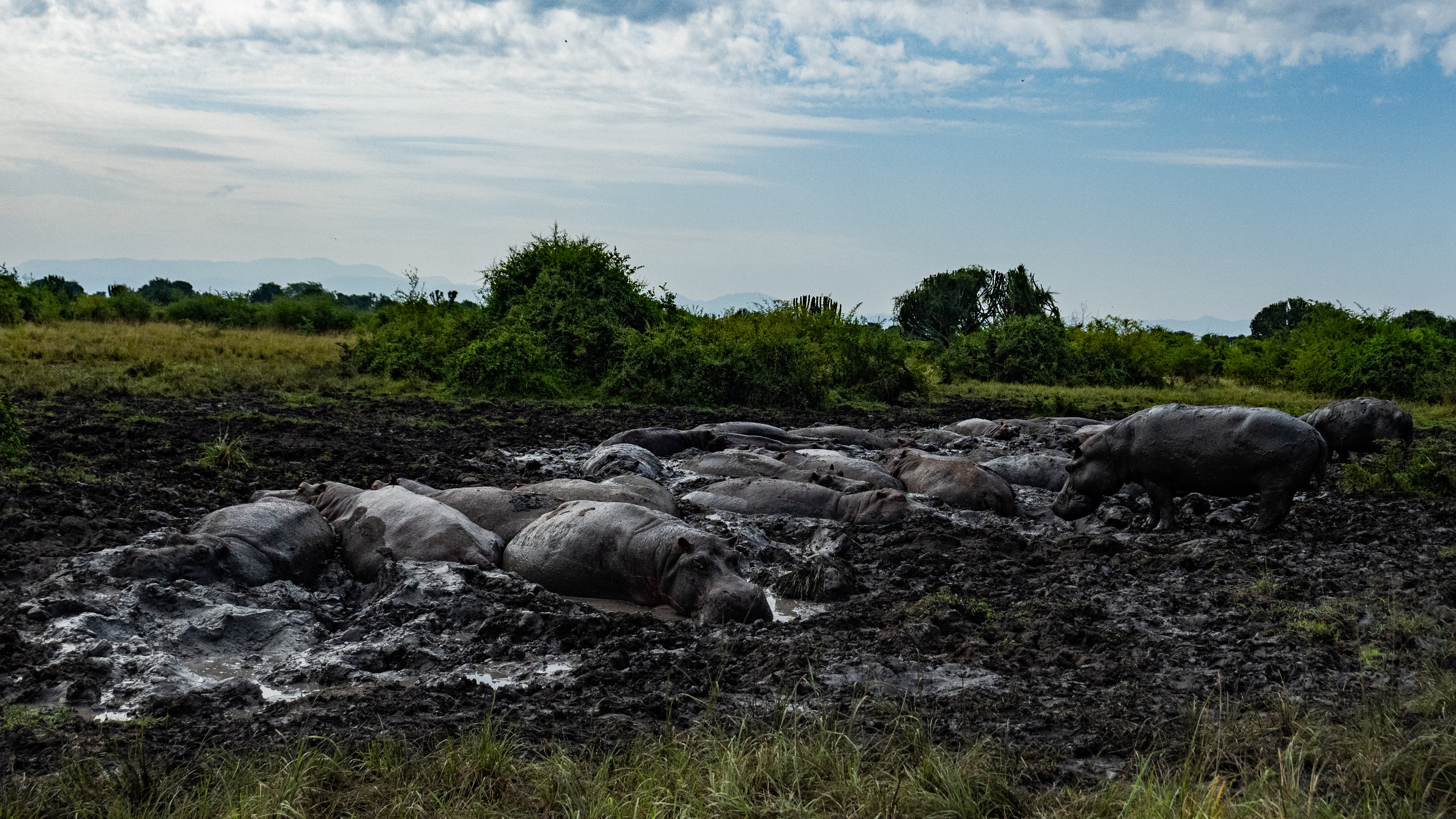 Hippos in the water of Queen Elizabeth National Park, Uganda