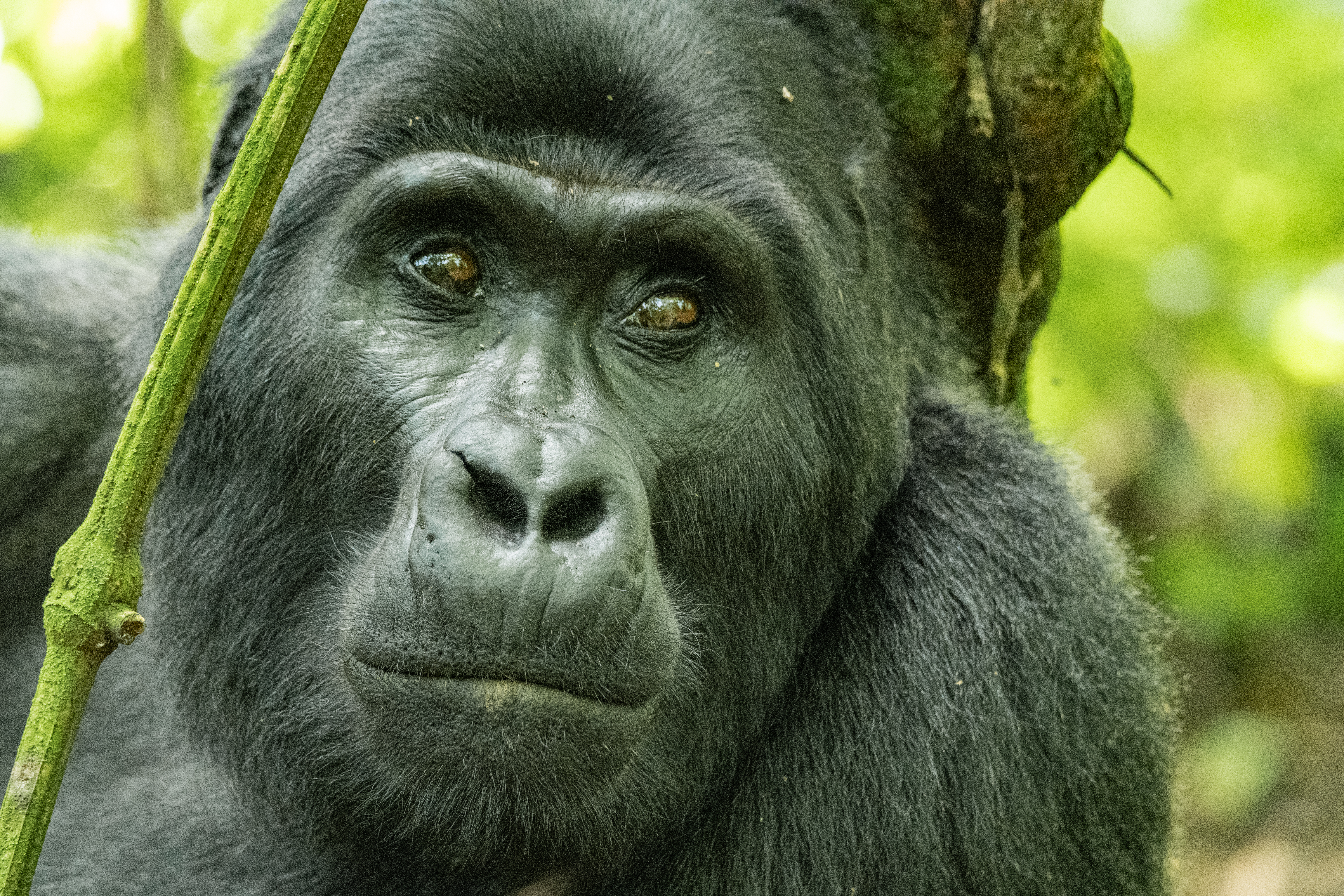 Mountain gorilla in the Bwindi Impenetrable Forest
