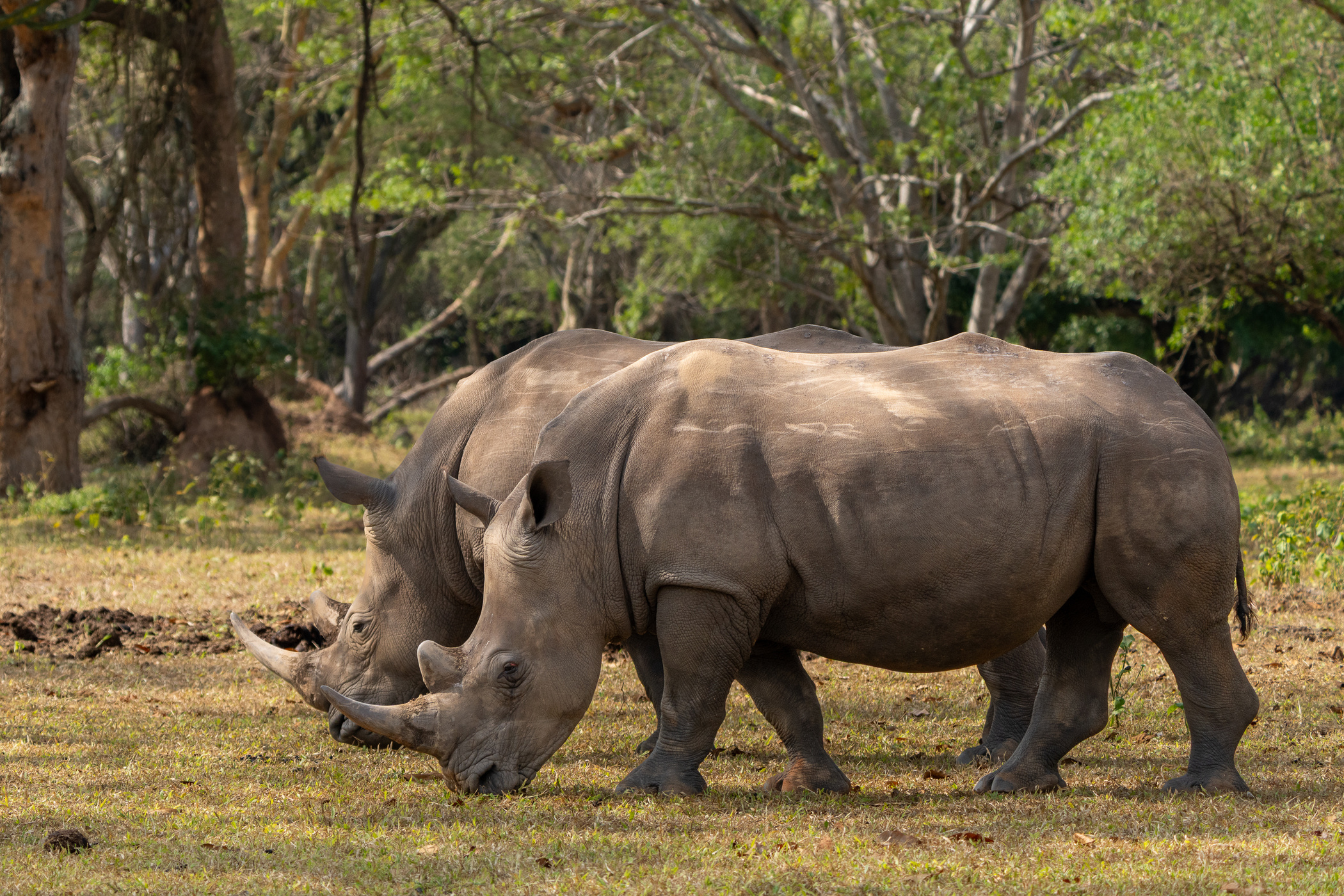 White rhinos grazing at Ziwa Rhino Sanctuary, Uganda
