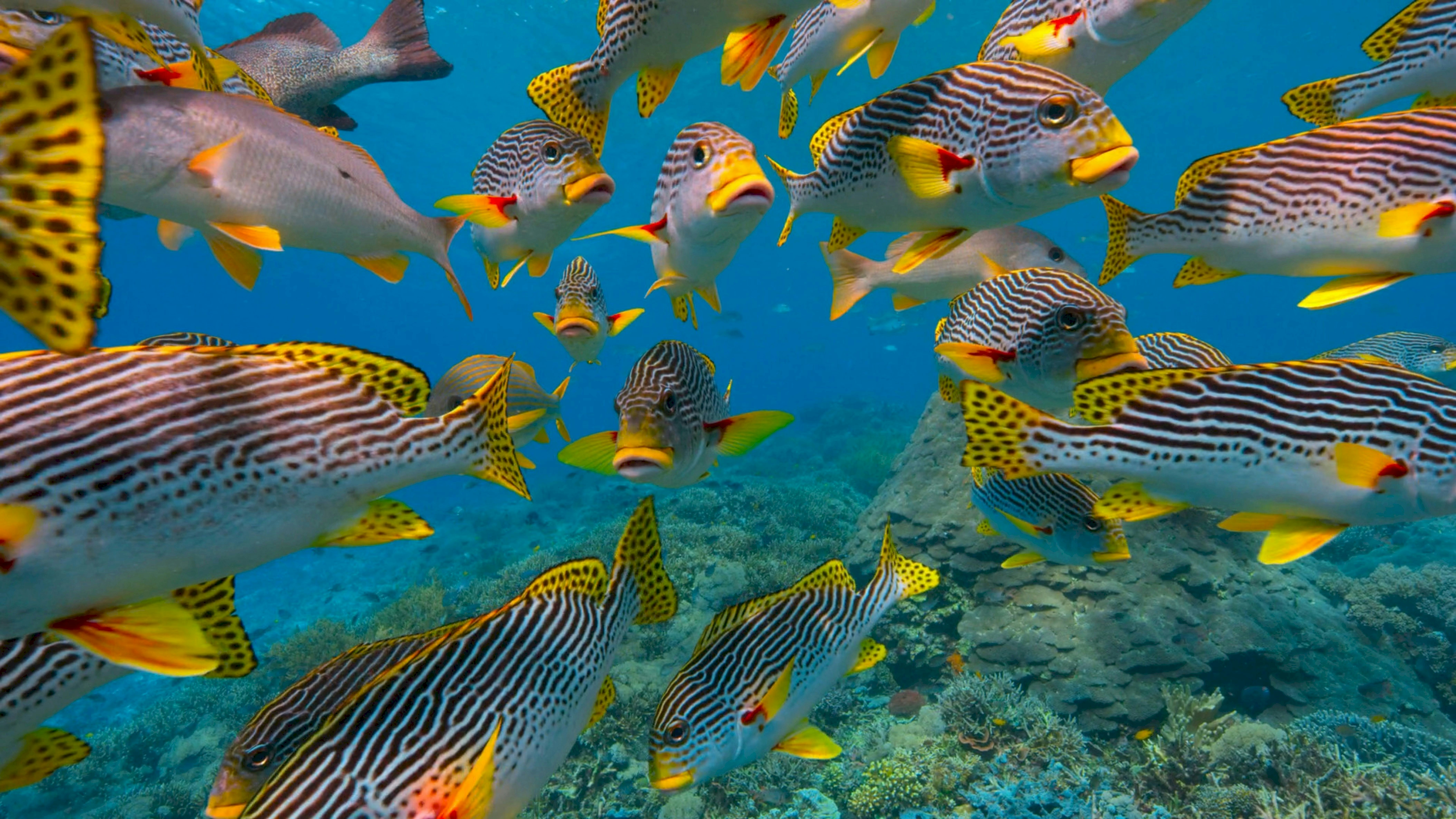 Fondos marinos y vida marina en el océano Índico, Zanzíbar