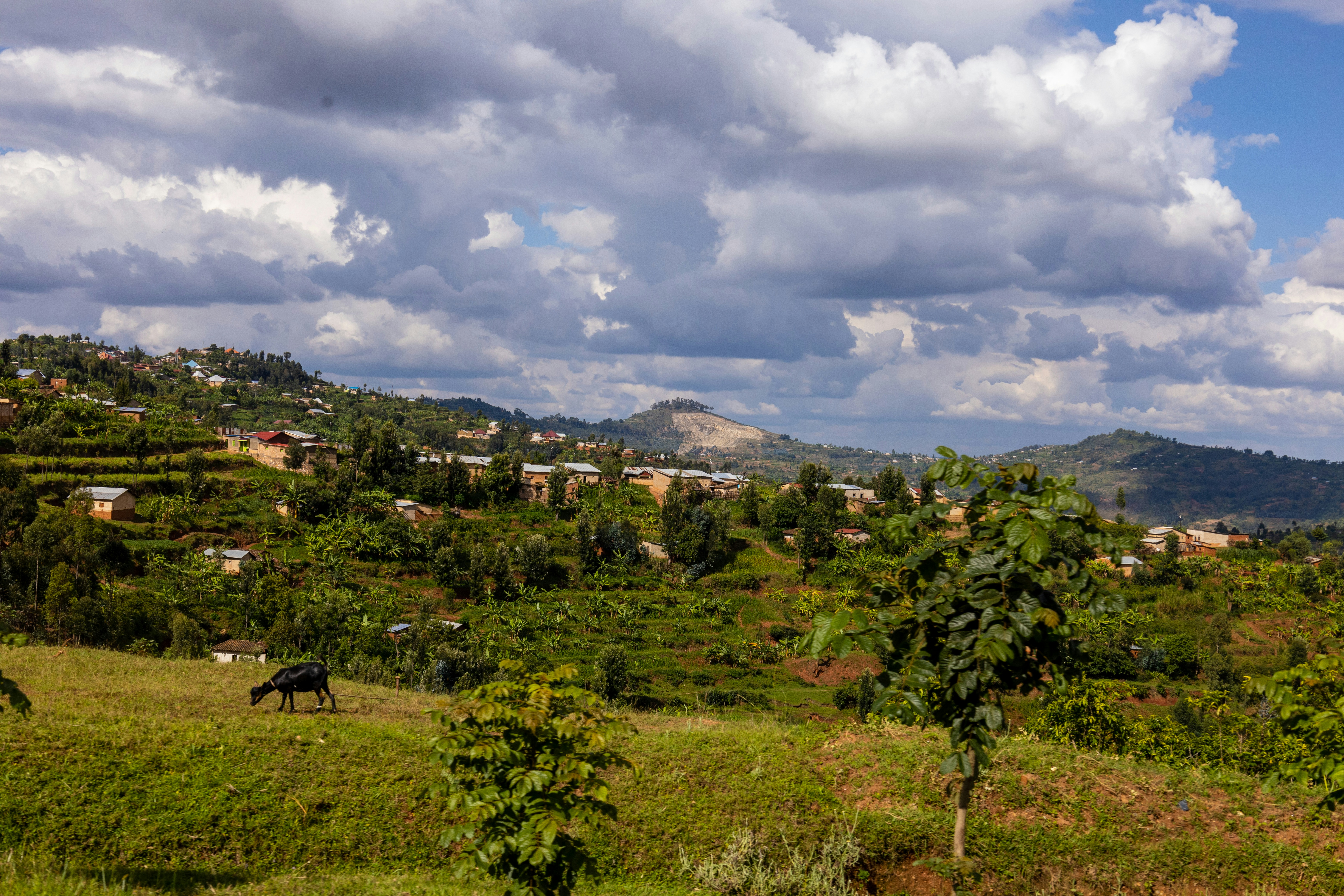 Colinas verdes de Ruanda, con viviendas dispersas y cielo encapotado