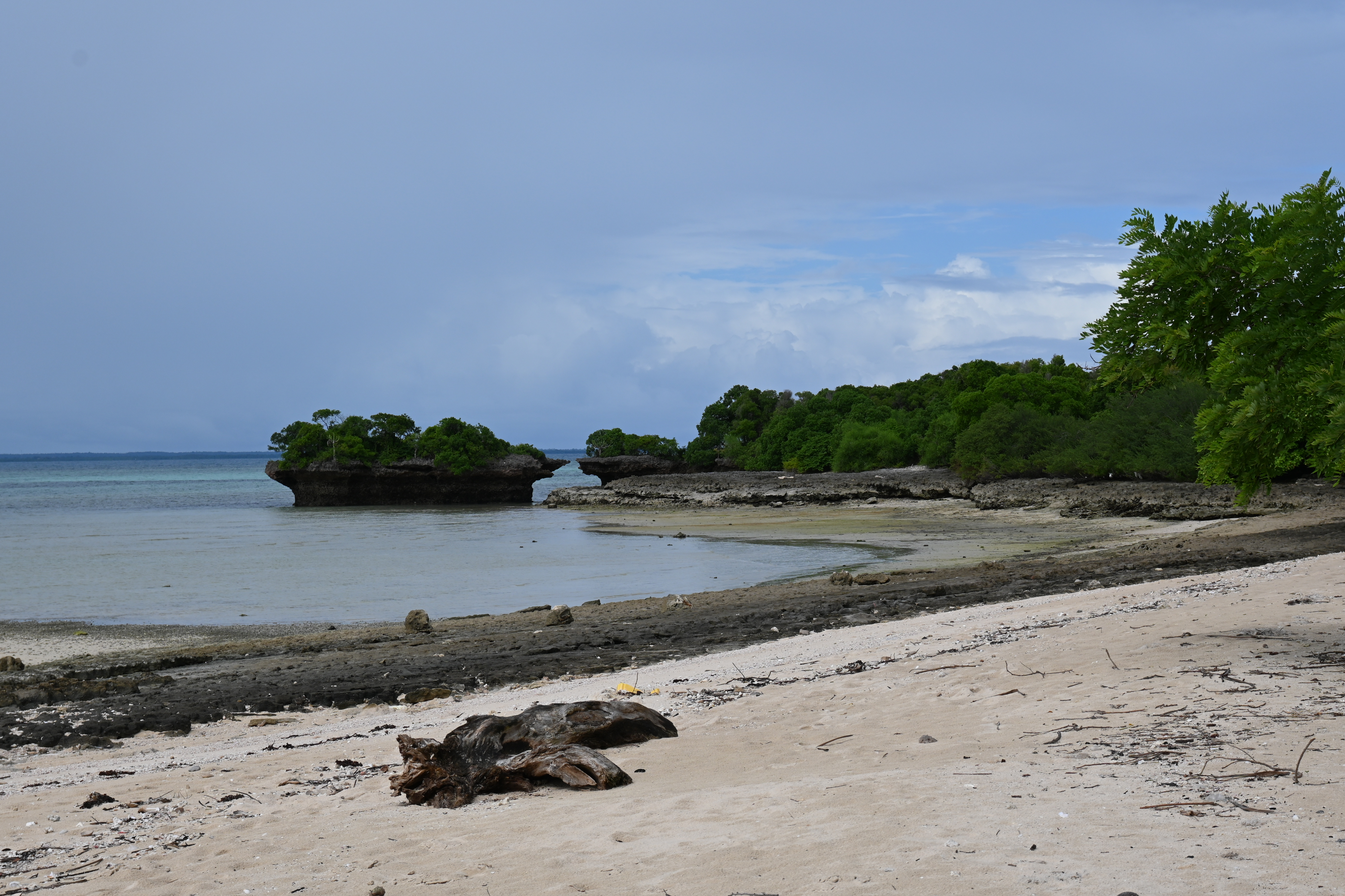 A sandy beach with a palm tree on the coast of Zanzibar