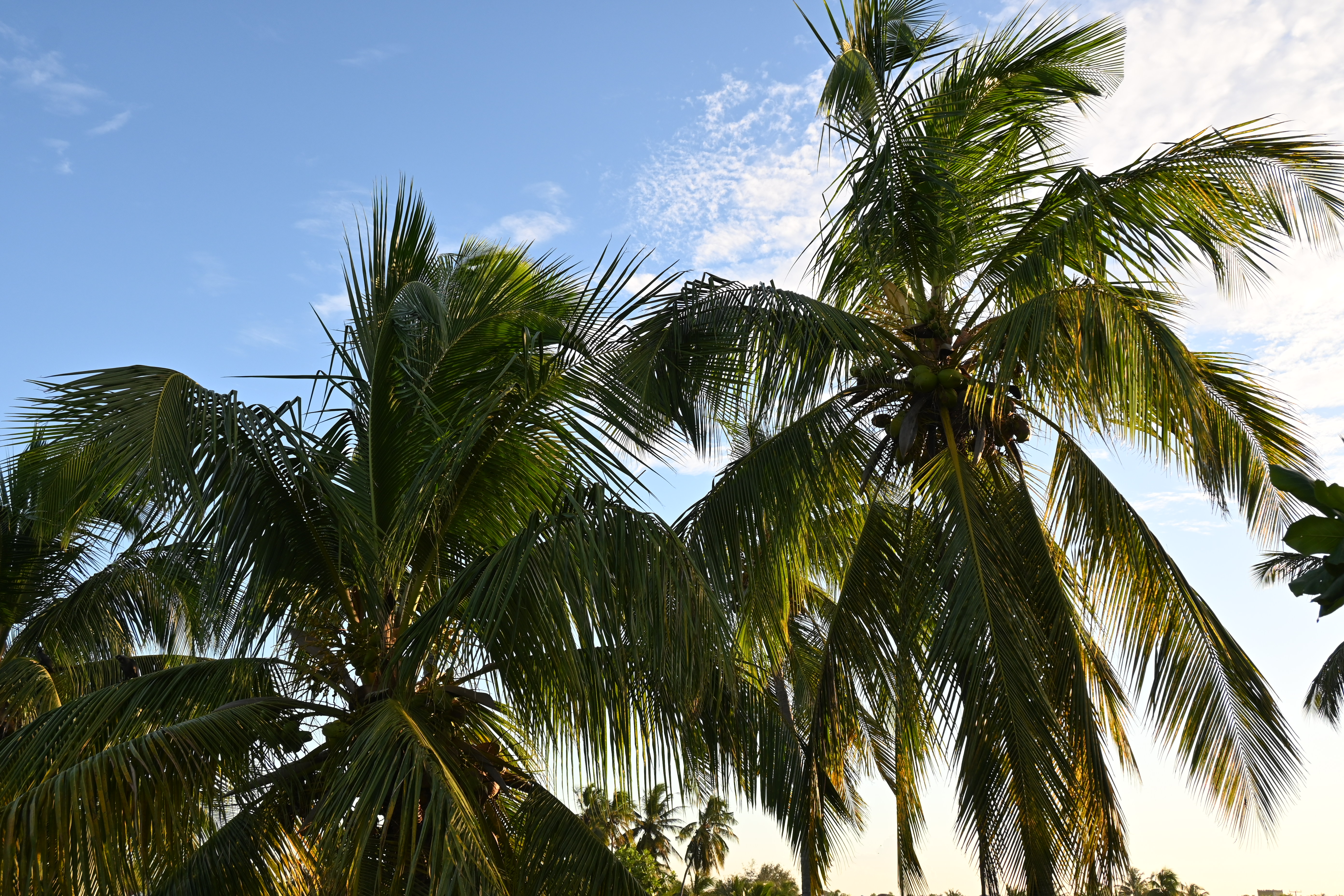 White-sand beach and palm trees of Zanzibar at sunset