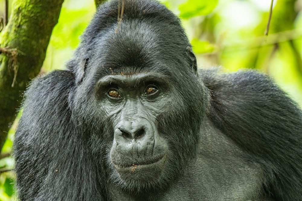 Gorila de montaña en la selva de Uganda